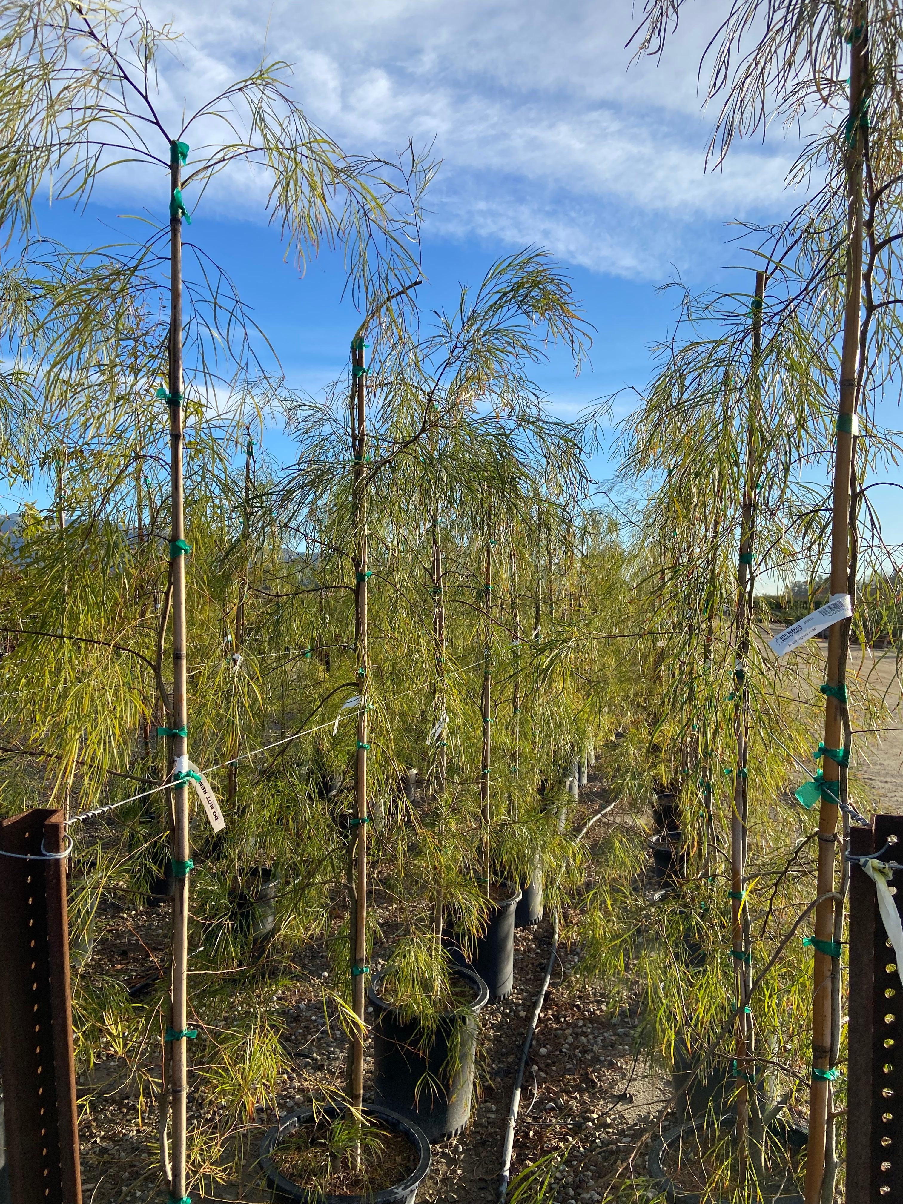 River Wattle - Acacia Cognata