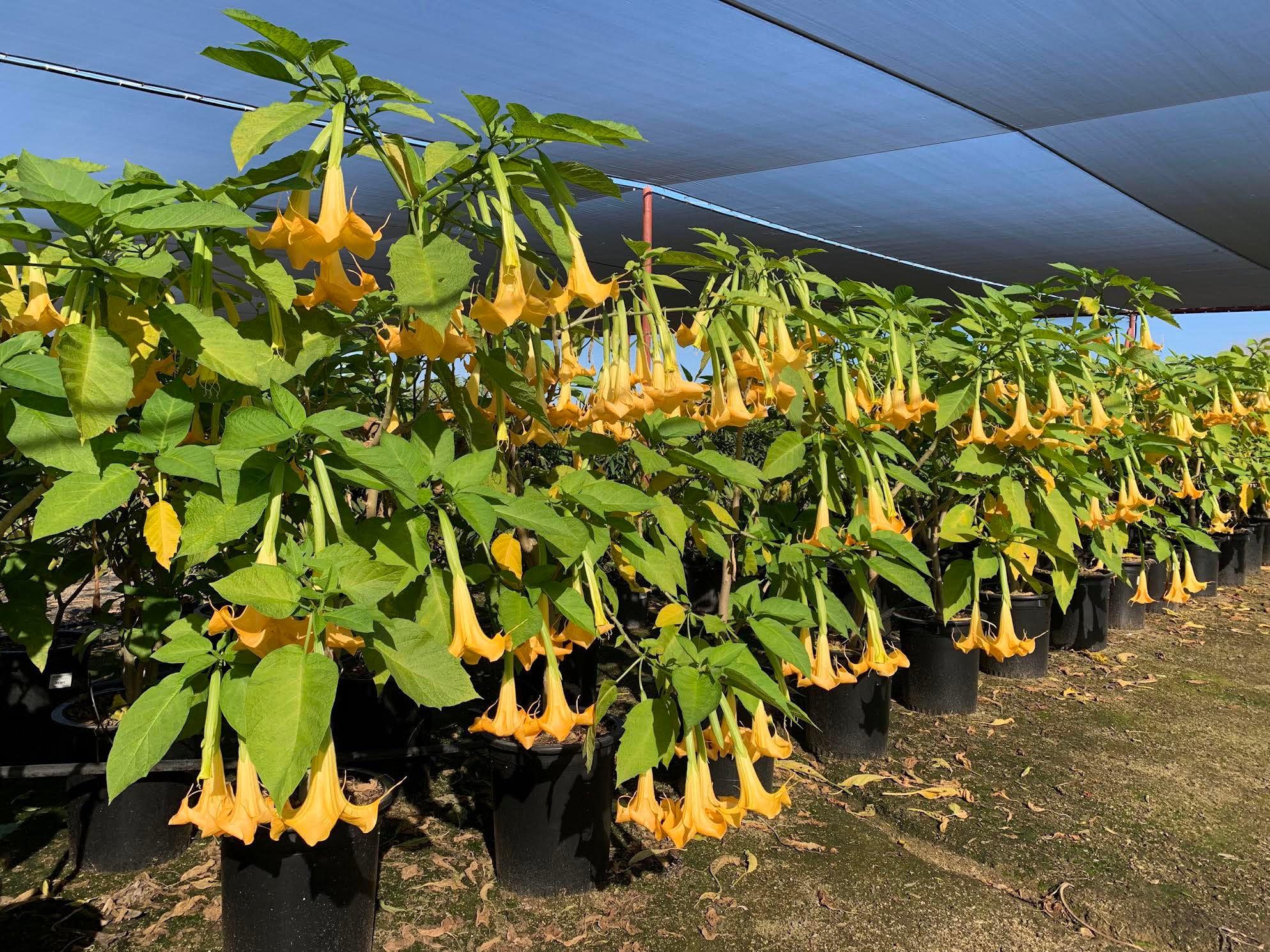 Angel's Trumpet - Brugmansia ‘Charles Grimaldi’