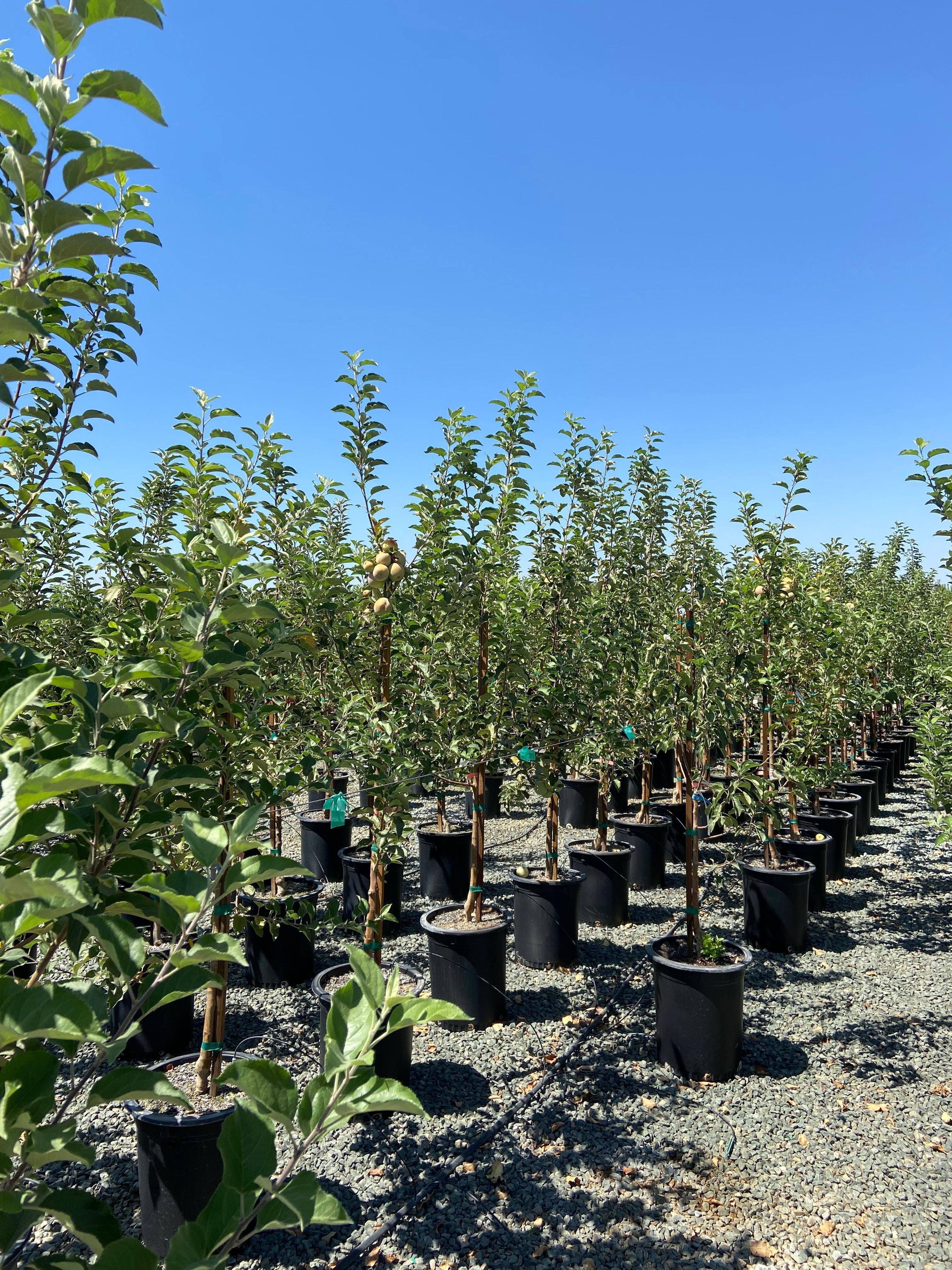 Apple Tree 'Snow'