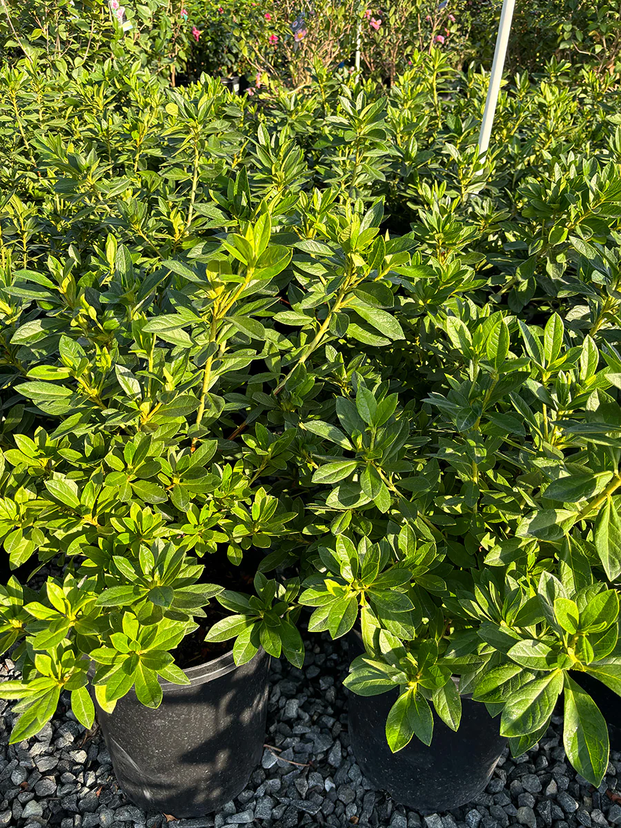 Azalea 'Red Ruffles Variegata' (Dark Pink)