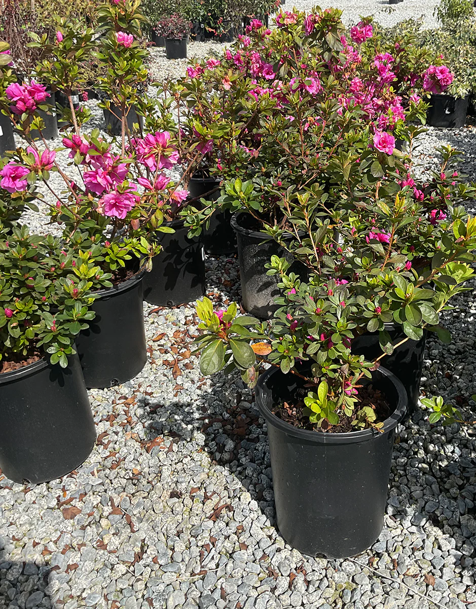 Azalea 'Southern Charm' (Pink)