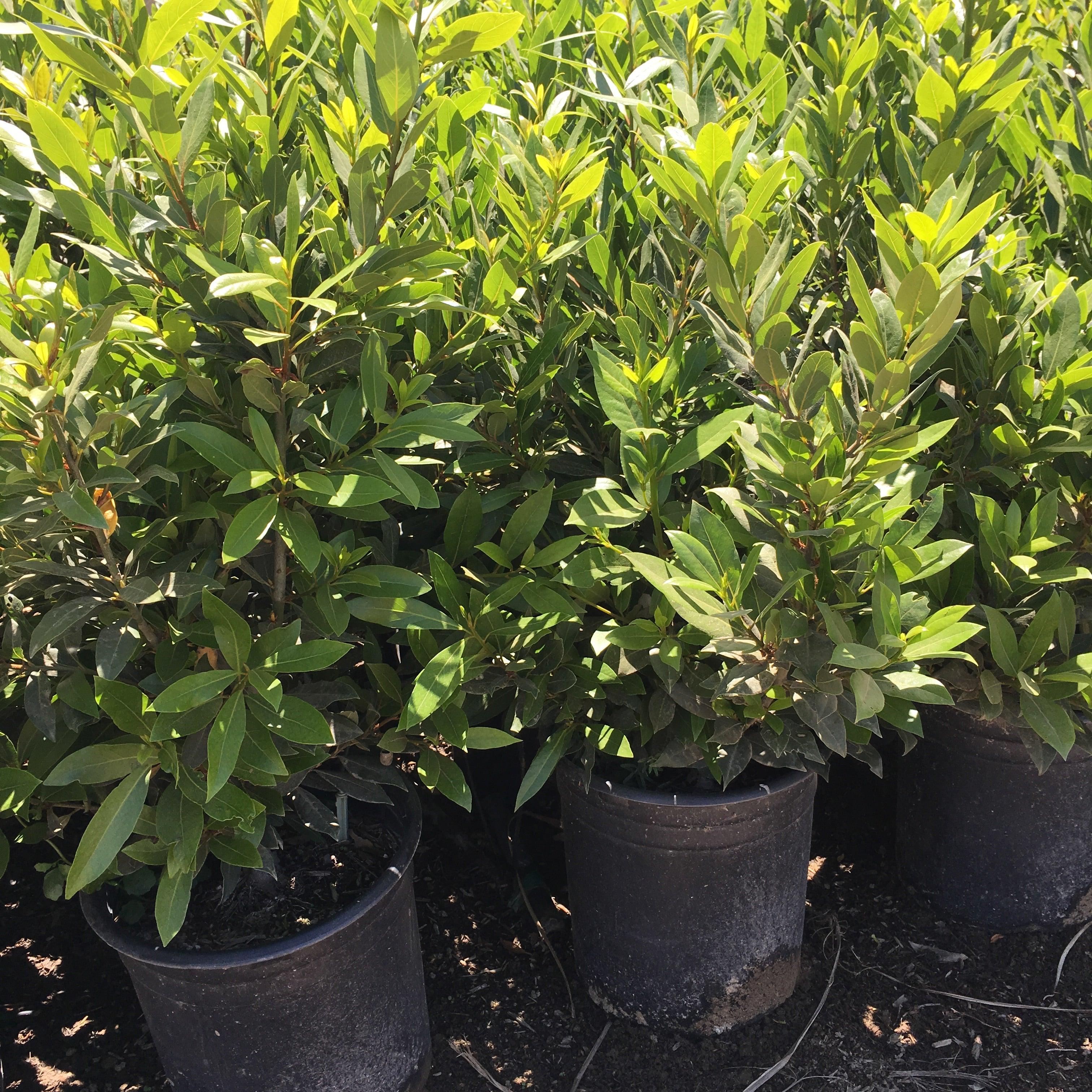 Bay Laurel - Laurus Nobilis - Image 3