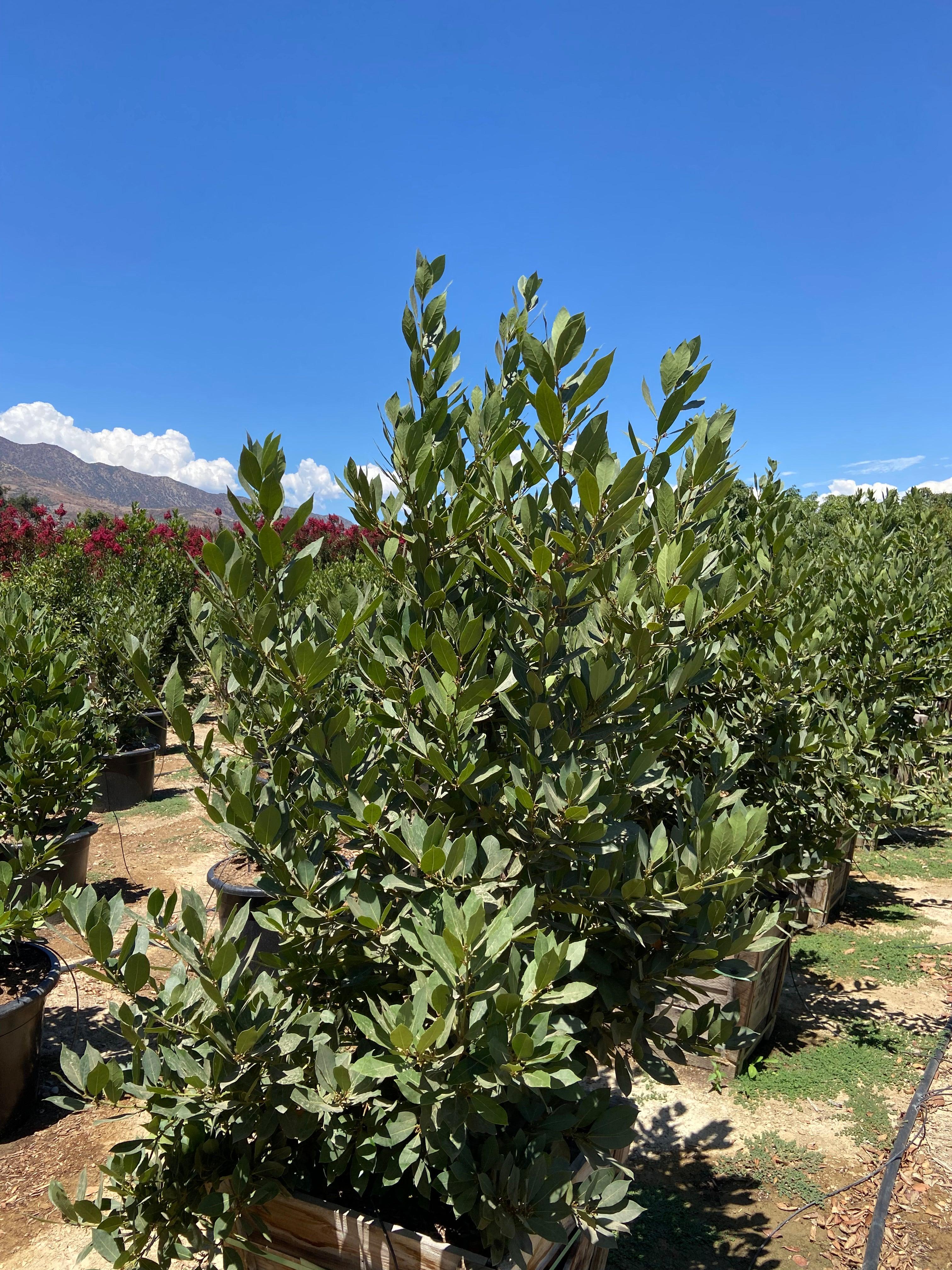 Bay Laurel - Laurus Nobilis - Image 4