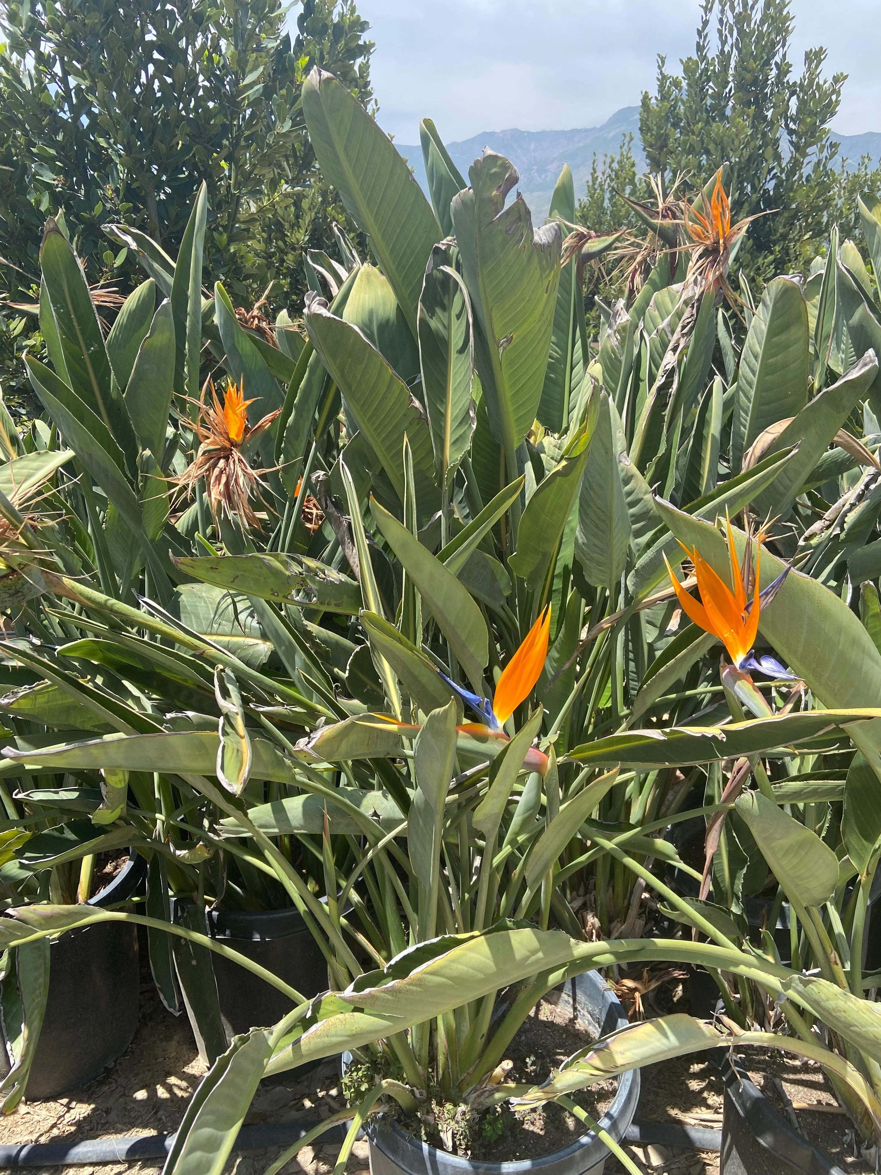 Bird of Paradise Plant - Strelitzia Reginae