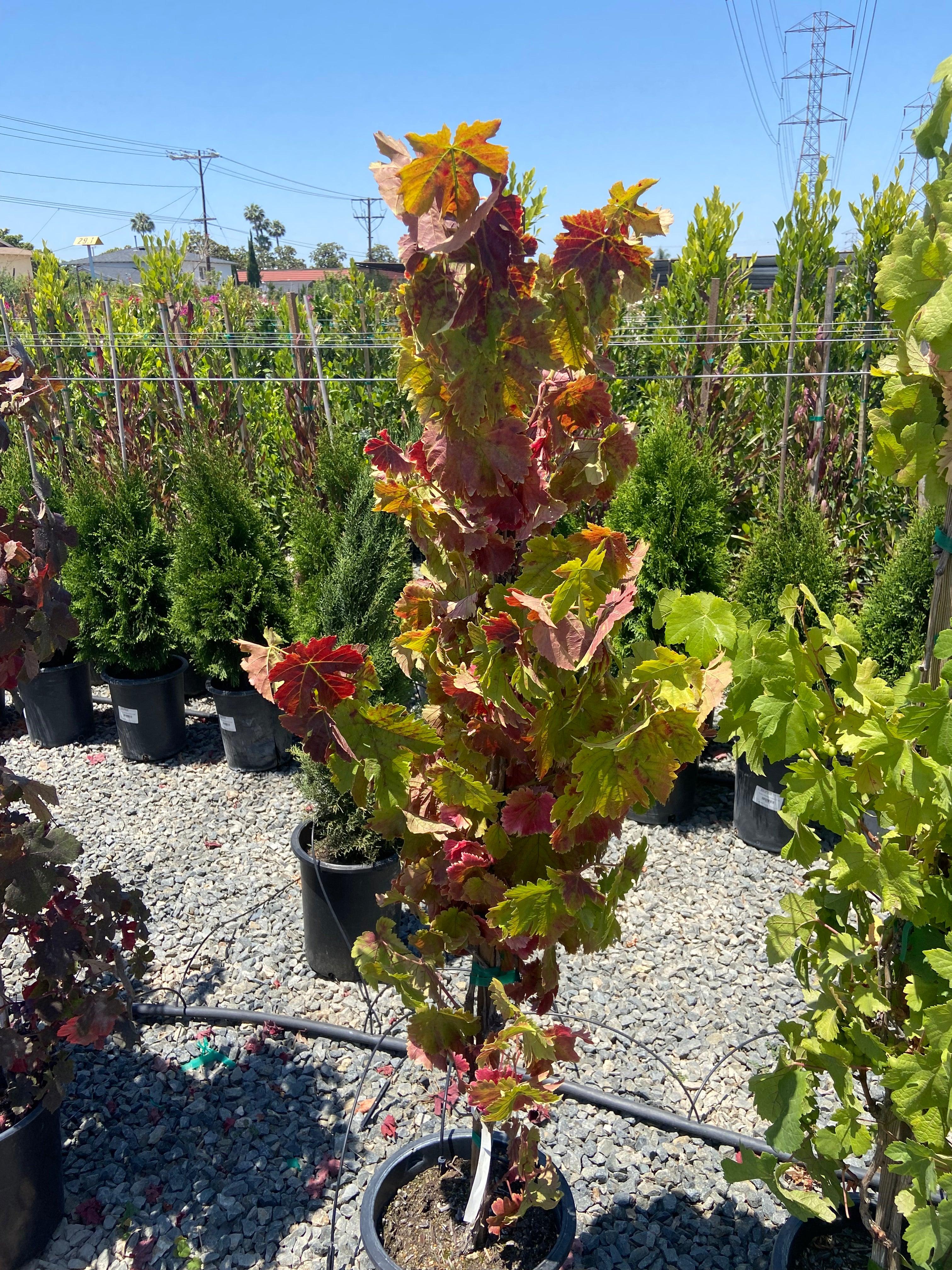 Black Monukka Table Grape - Grape Table 'Black Monukka