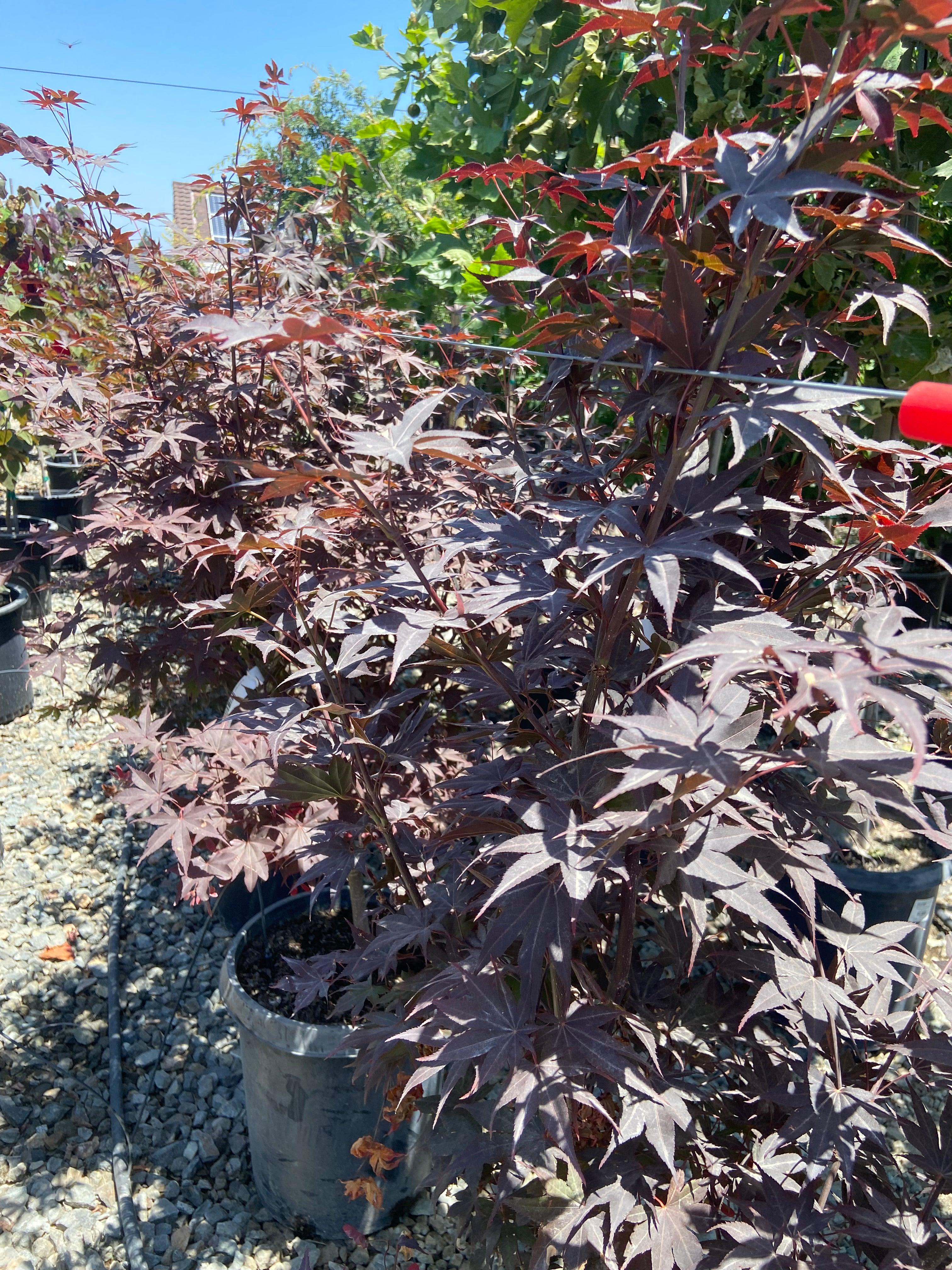 Bloodgood Japanese Maple (Acer Palmatum Bloodgood) - Image 3