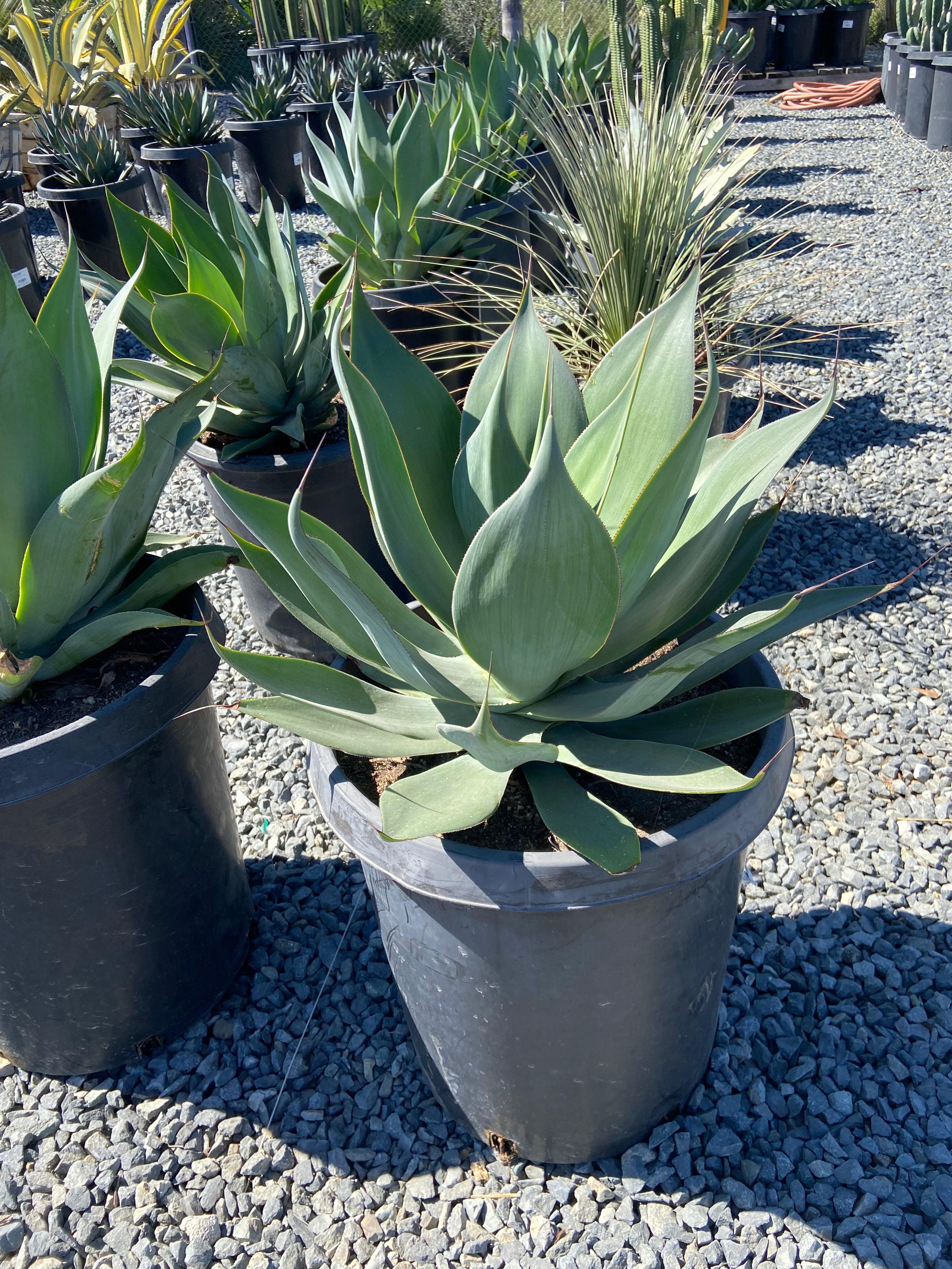 Agave Blue Flame - Image 3