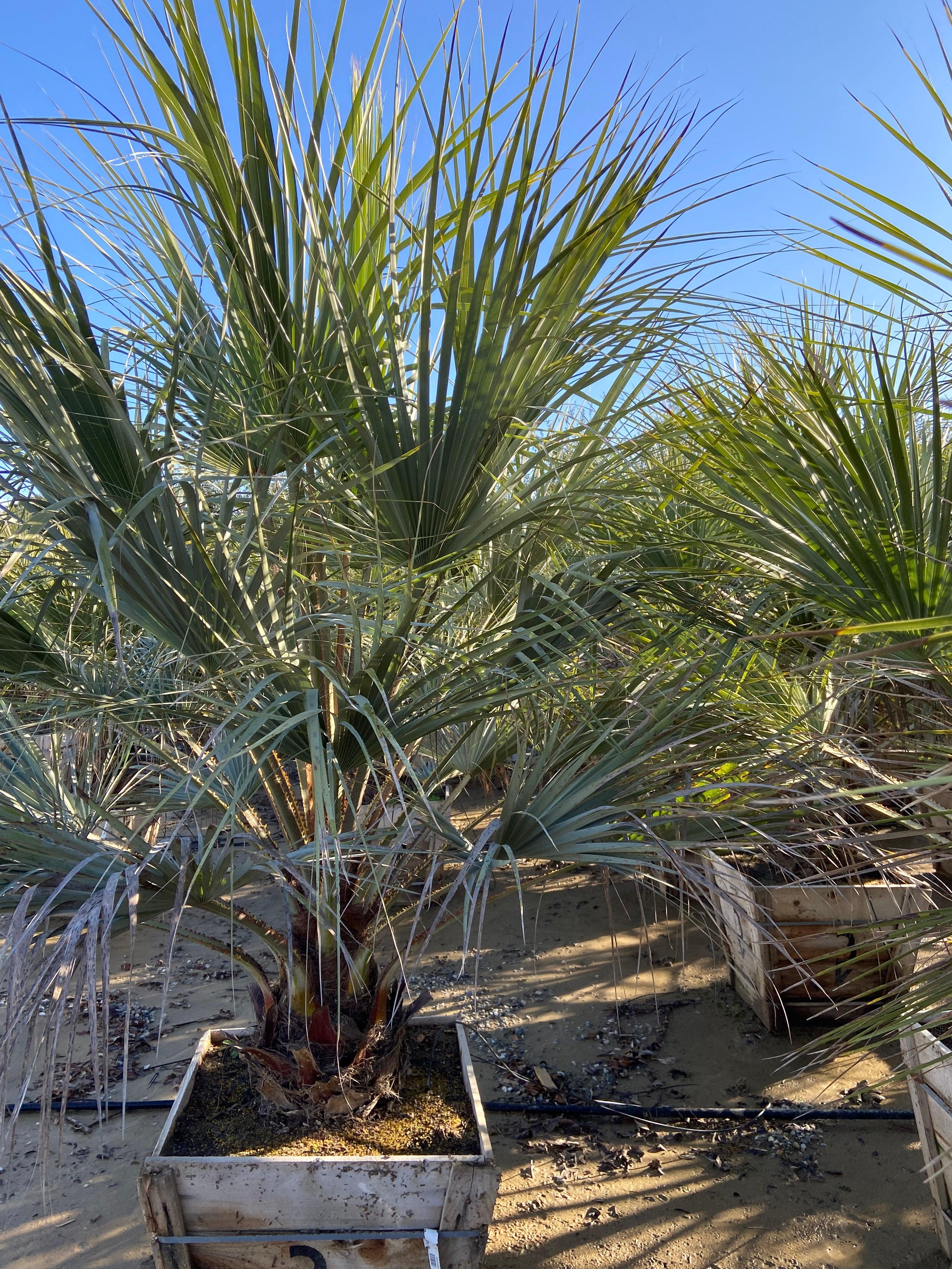 Blue Hesper Palm - Brahia Armata - Image 3