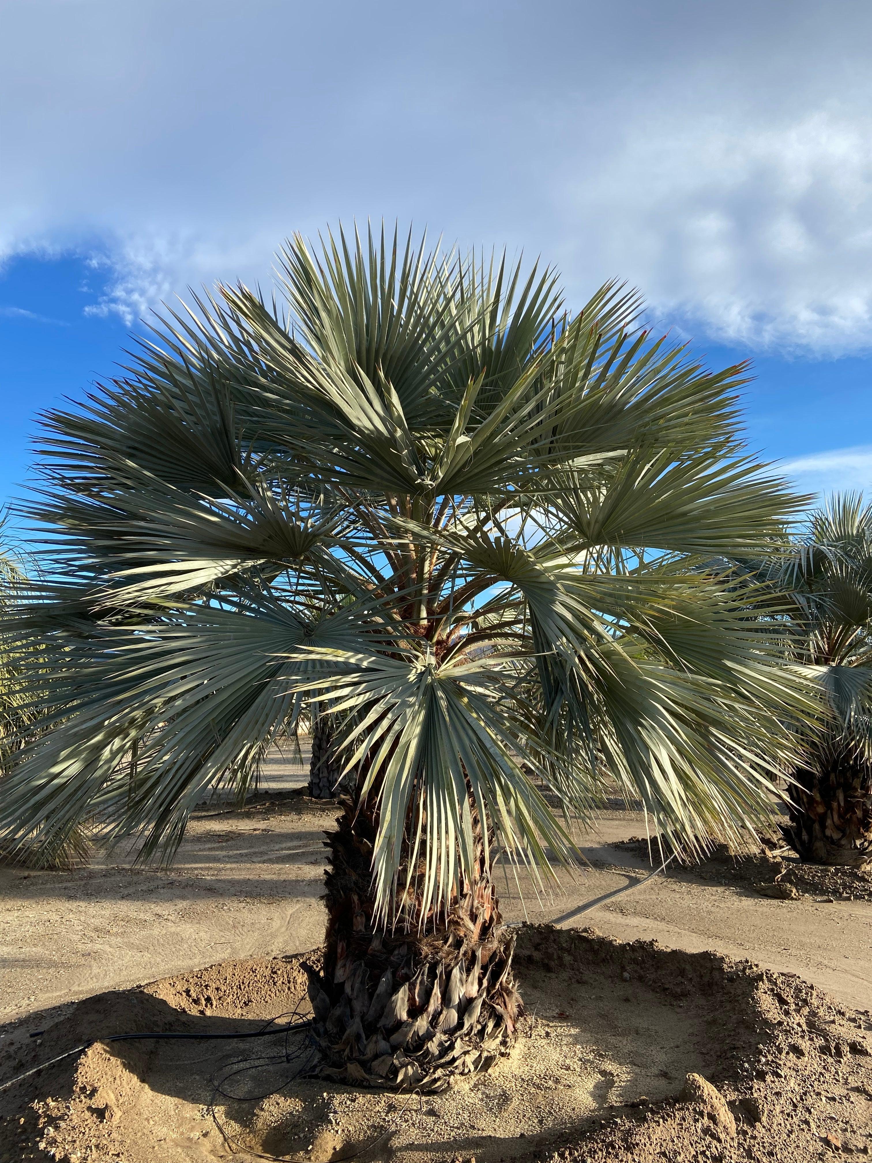 Blue Hesper Palm - Brahia Armata - Image 4