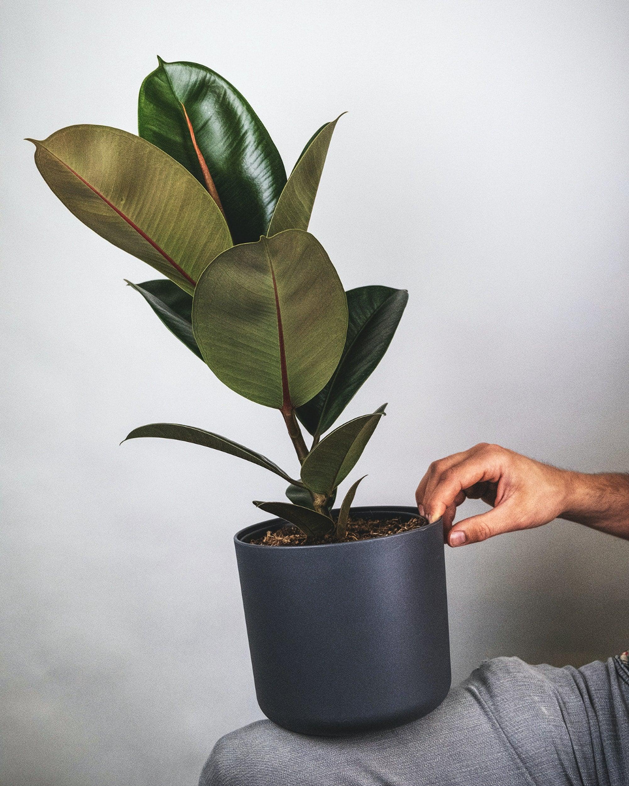 Burgundy Rubber Tree
