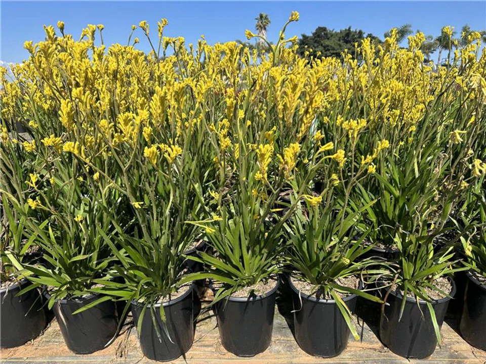 Bush Gold Kagaroo Paw - Anigozanthos 'Bush Gold'
