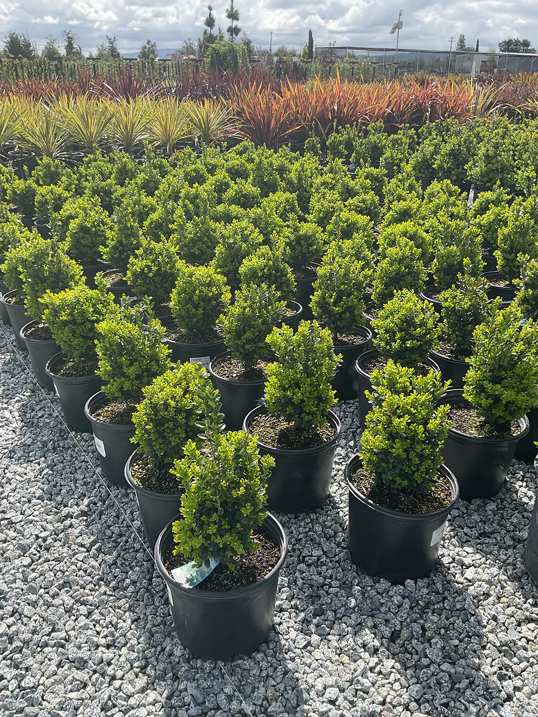 Green Velvet Boxwood - Buxus 'Green Velvet'