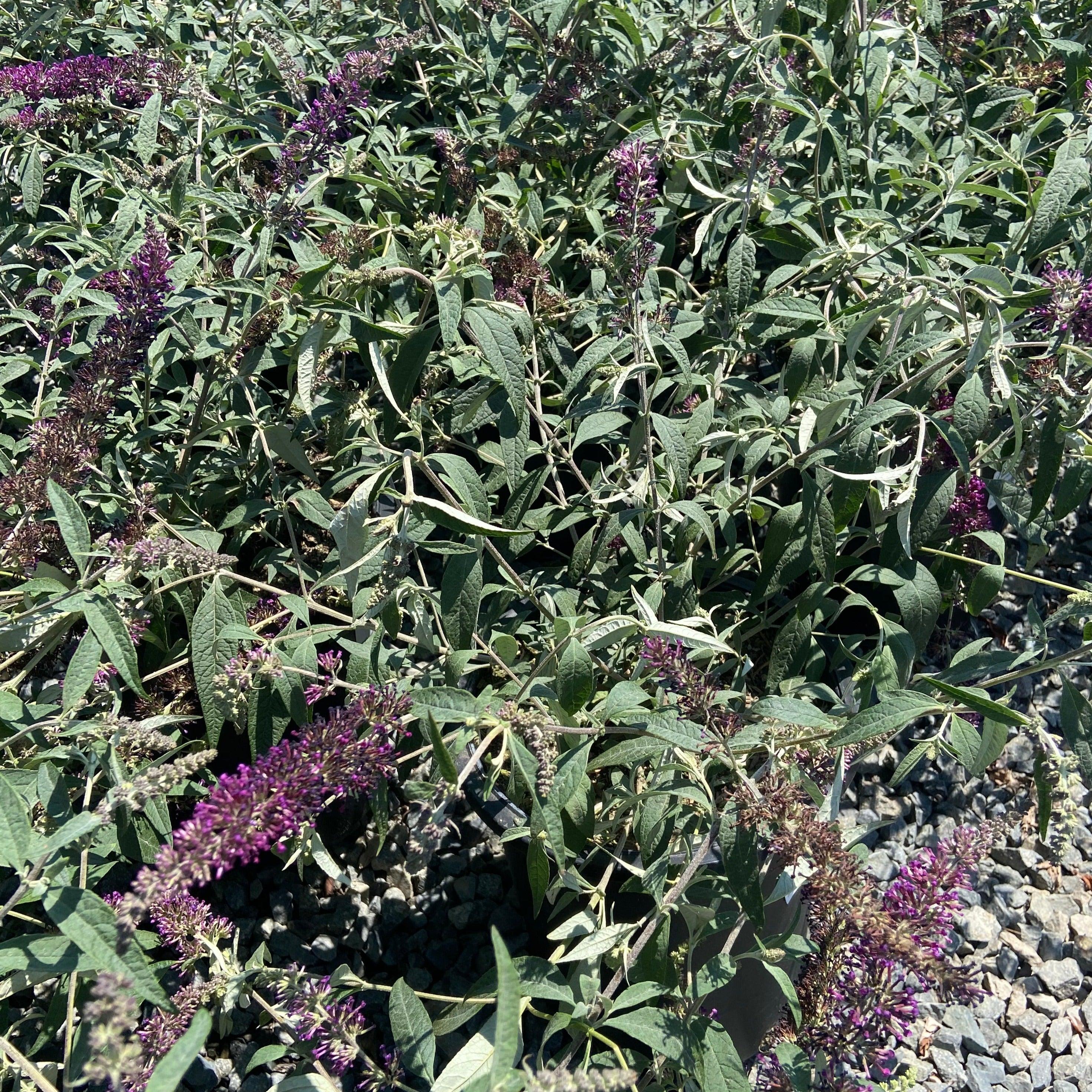 Buzz Violet Butterfly Bush - Buddleja davidii 'Buzz Violet'