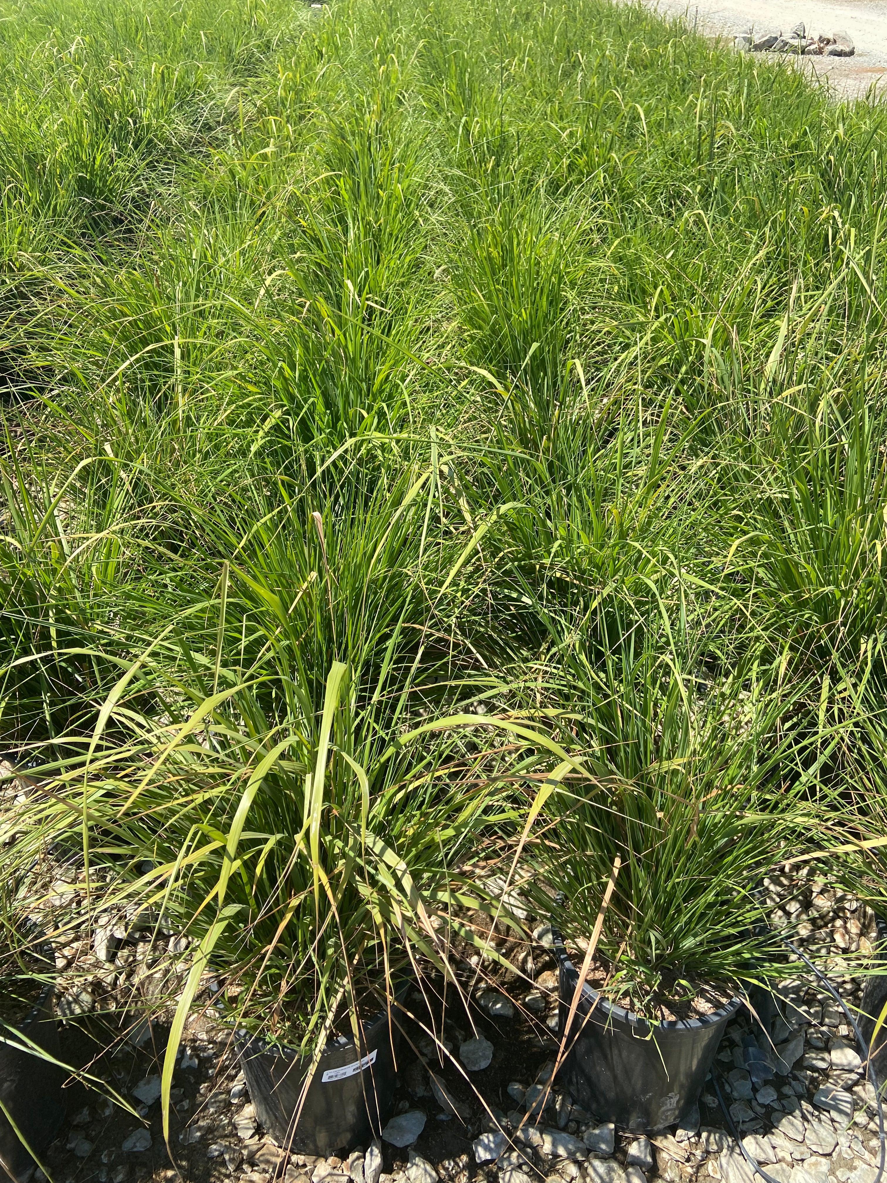 Korean Feather Reed Grass - Calamagrostis Brachytricha - Image 2