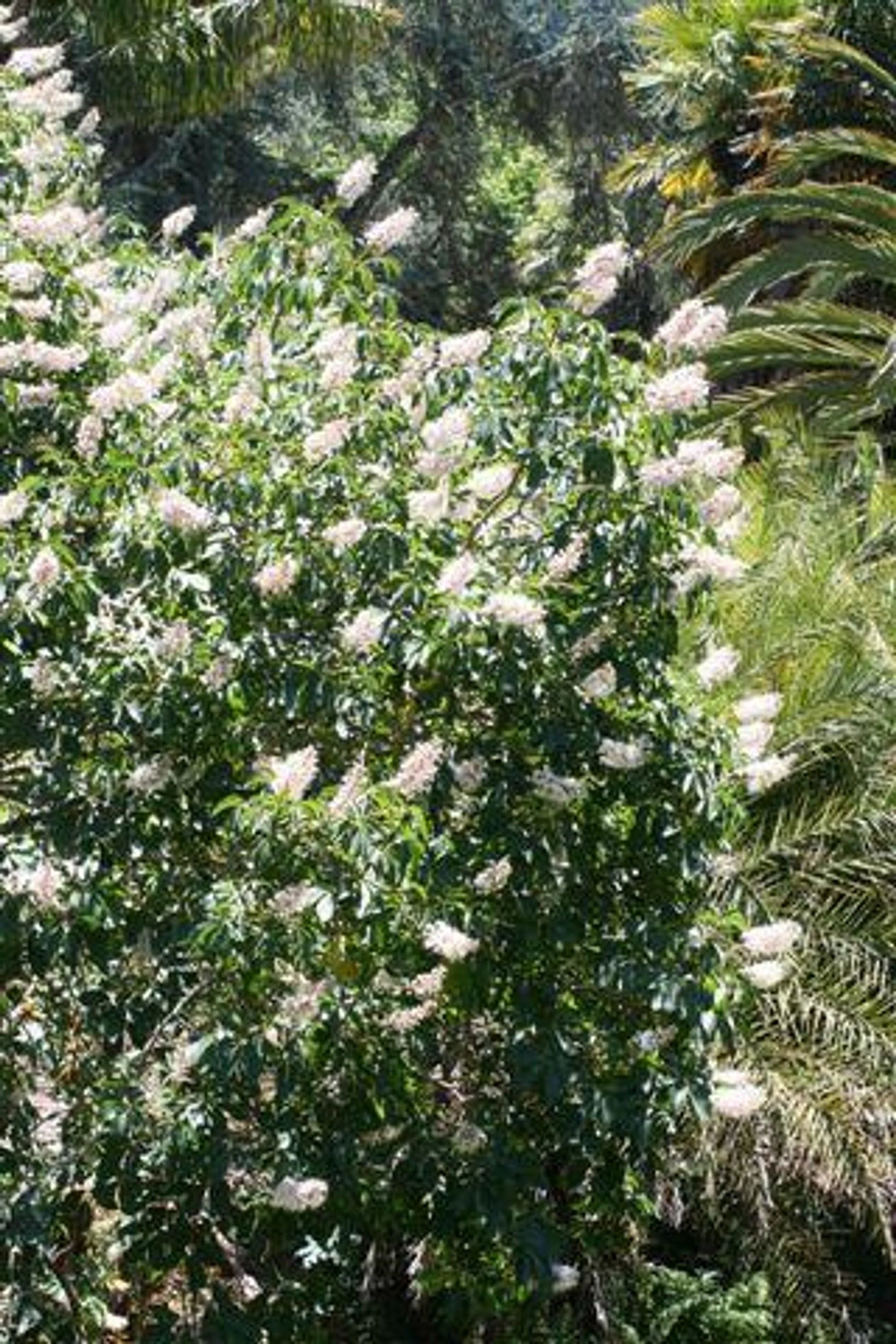 California Buckeye (Aesculus californica)