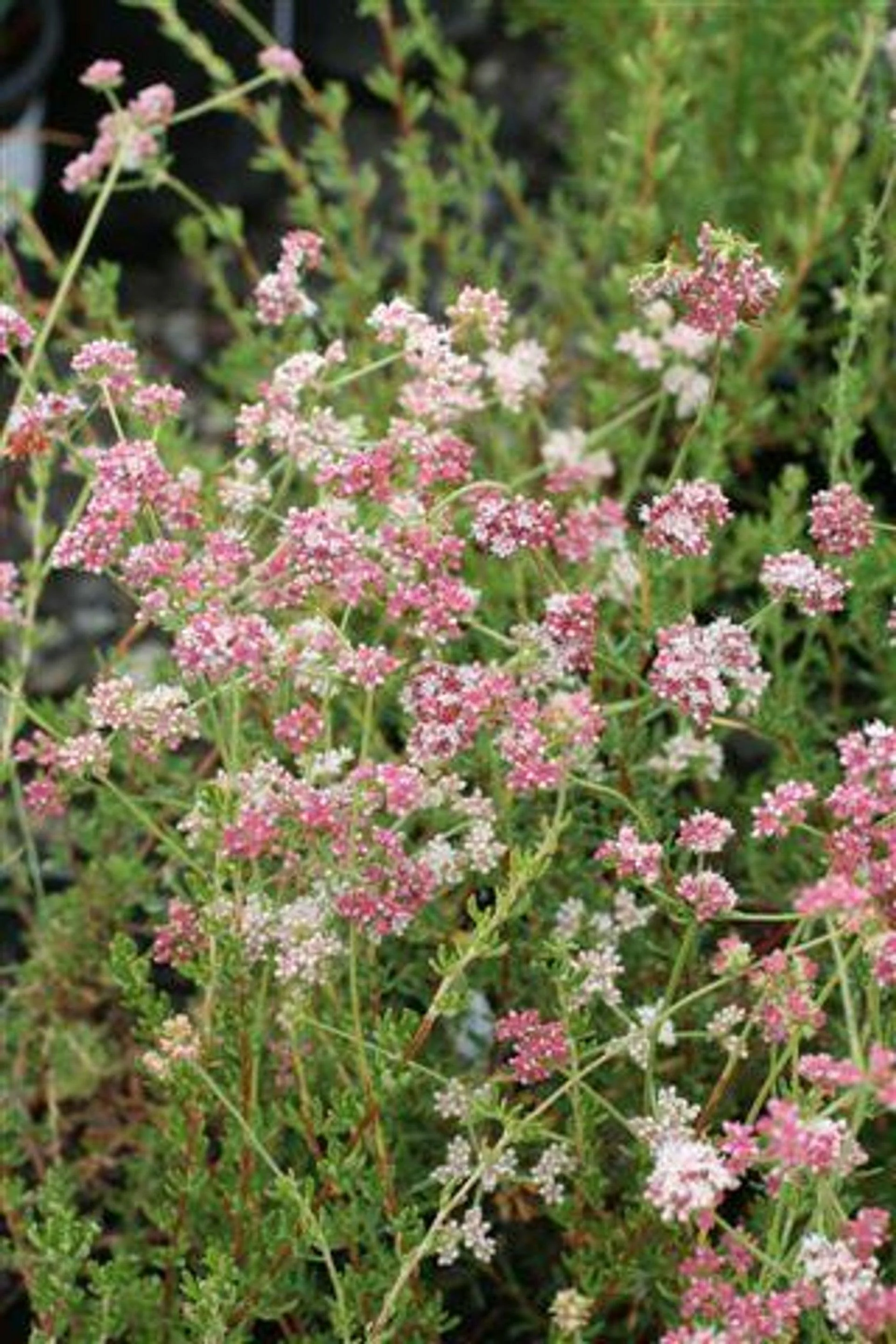 California Buckwheat (Eriogonum fasciculatum)