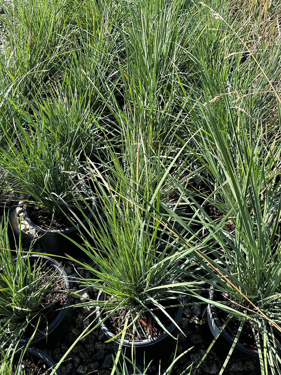 California Fescue (Festuca californica)