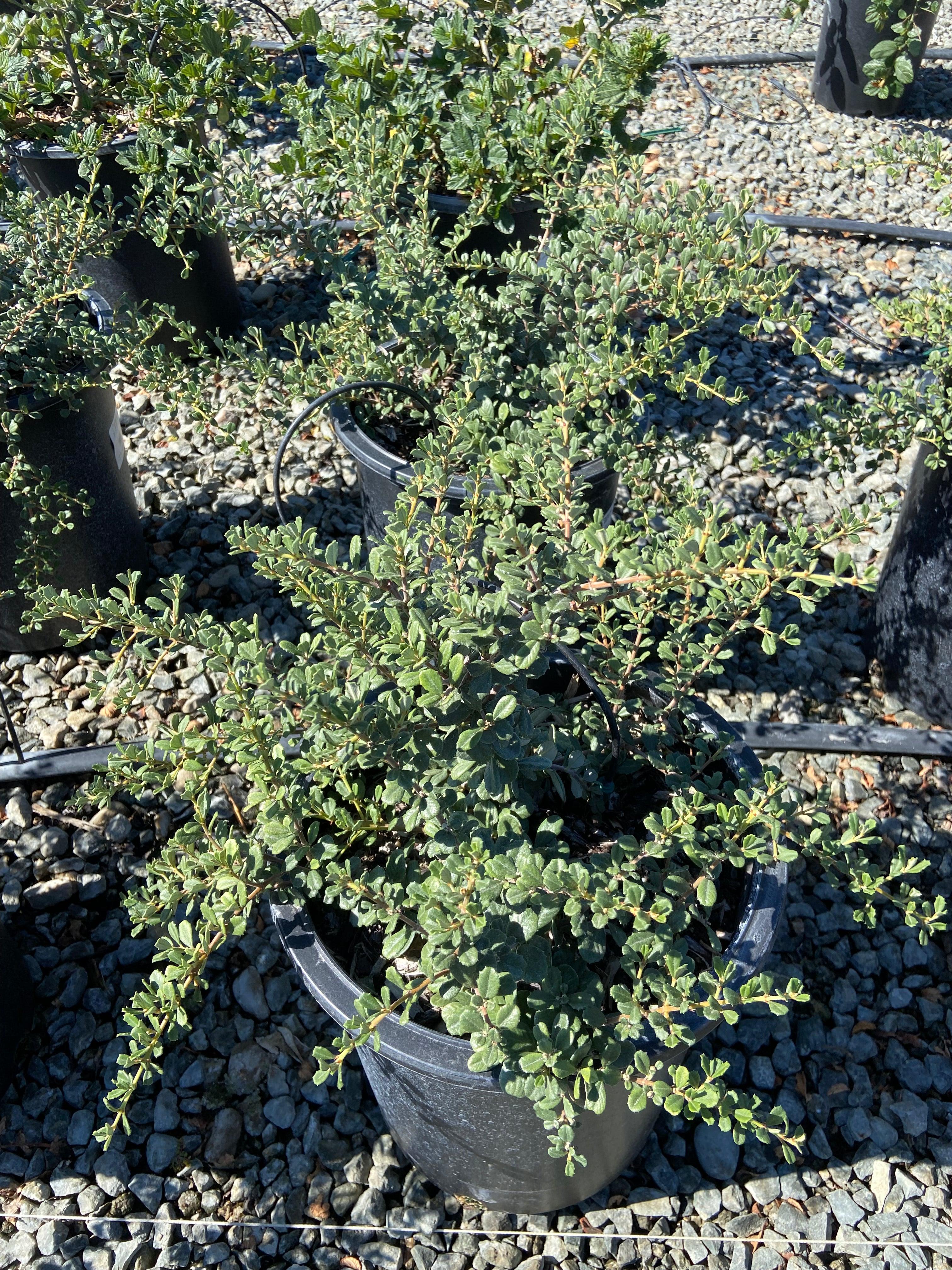 Ceanothus - California Lilac - Image 3