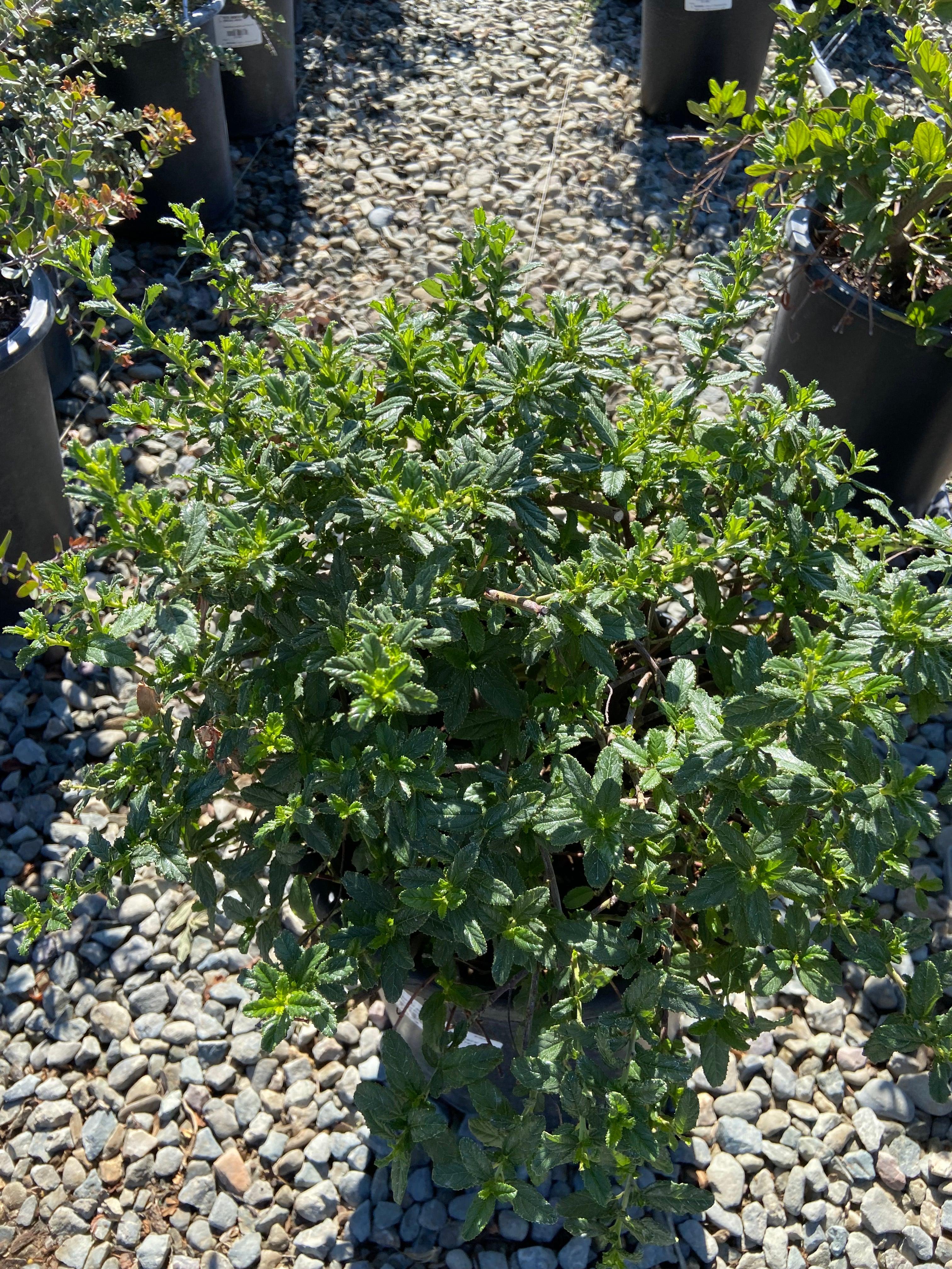 Ceanothus - California Lilac - Image 4