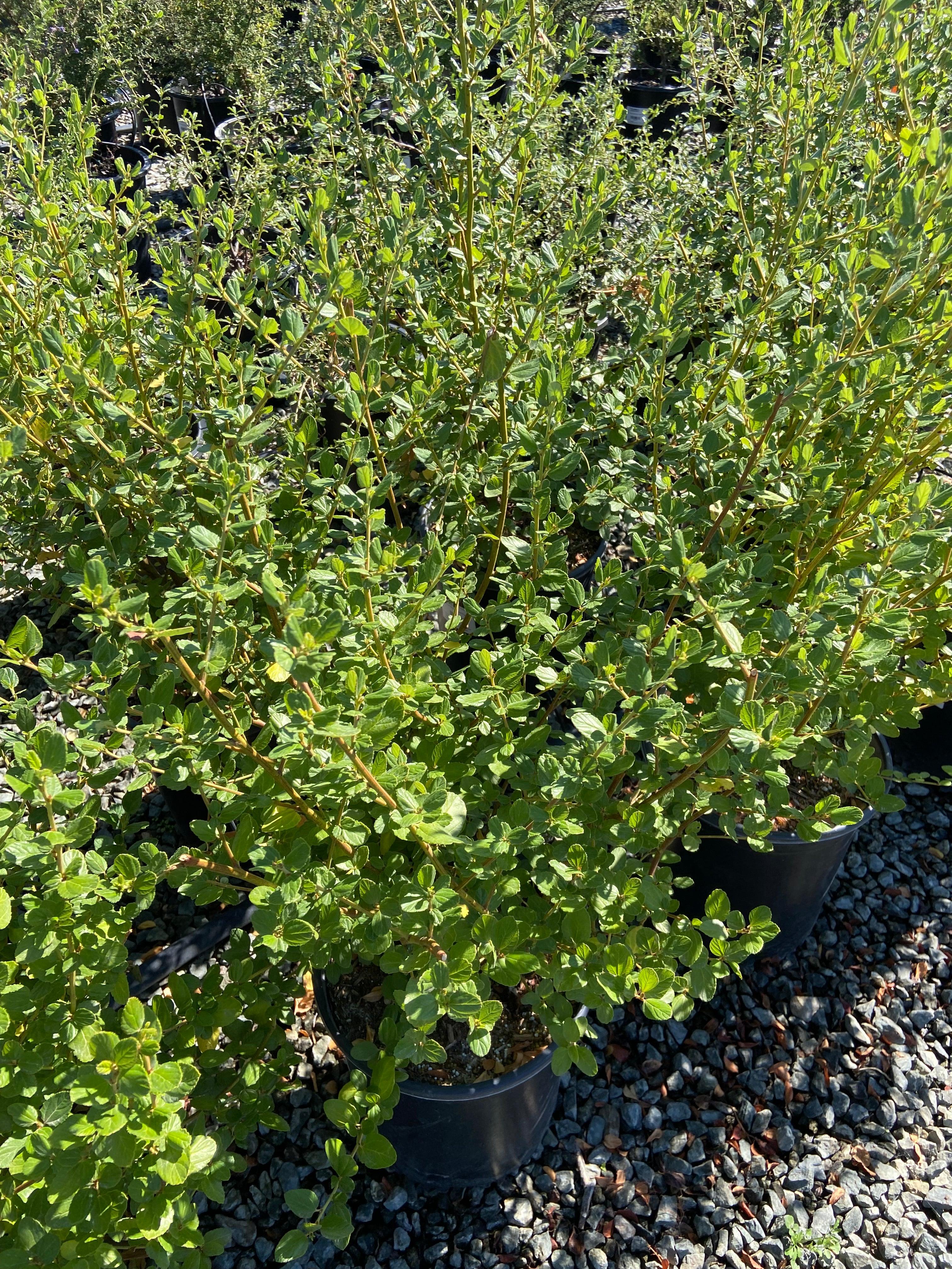 Ceanothus - California Lilac - Image 7