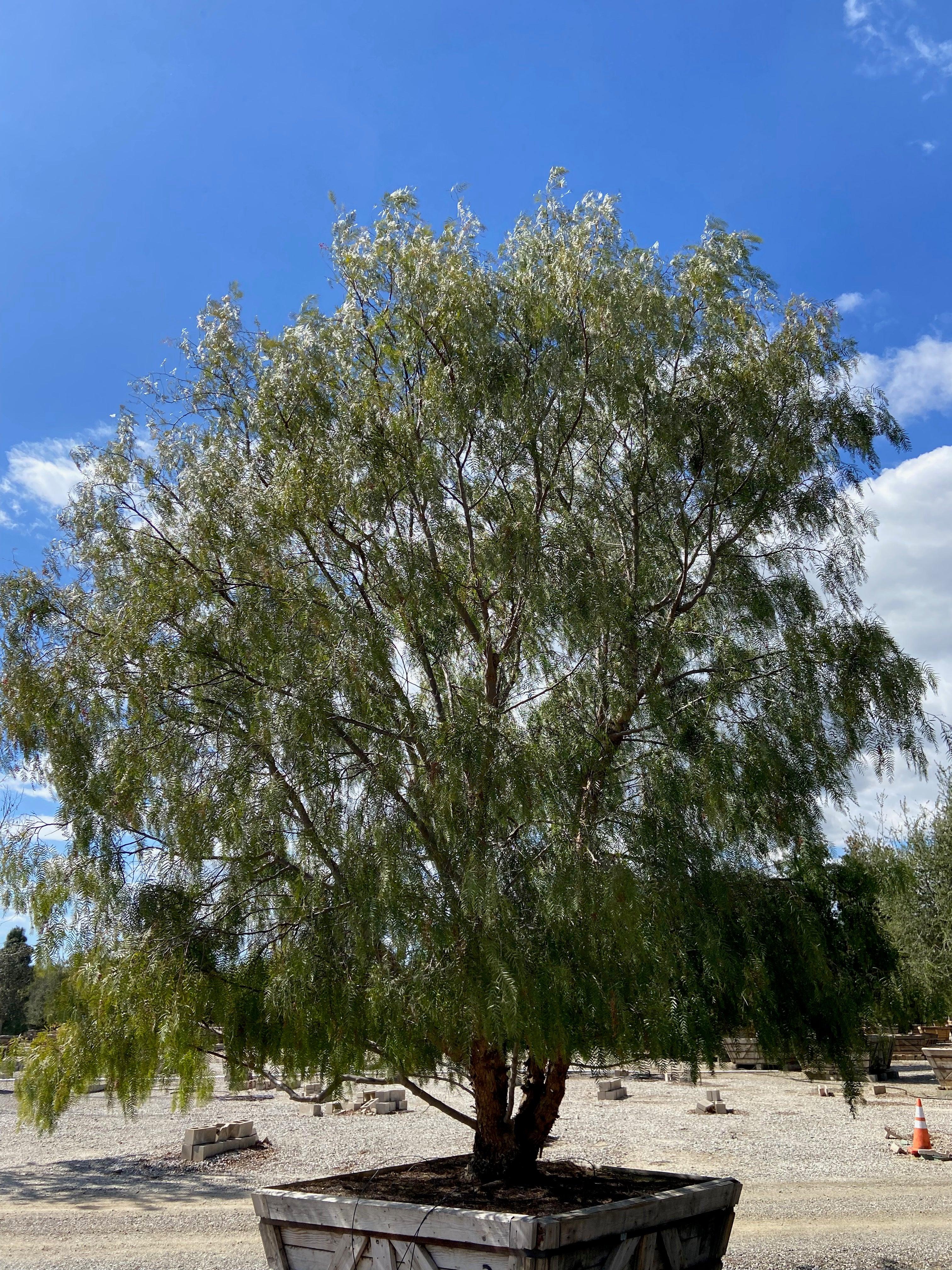 California Pepper Tree For Sale (Schinus Molle) - Image 4