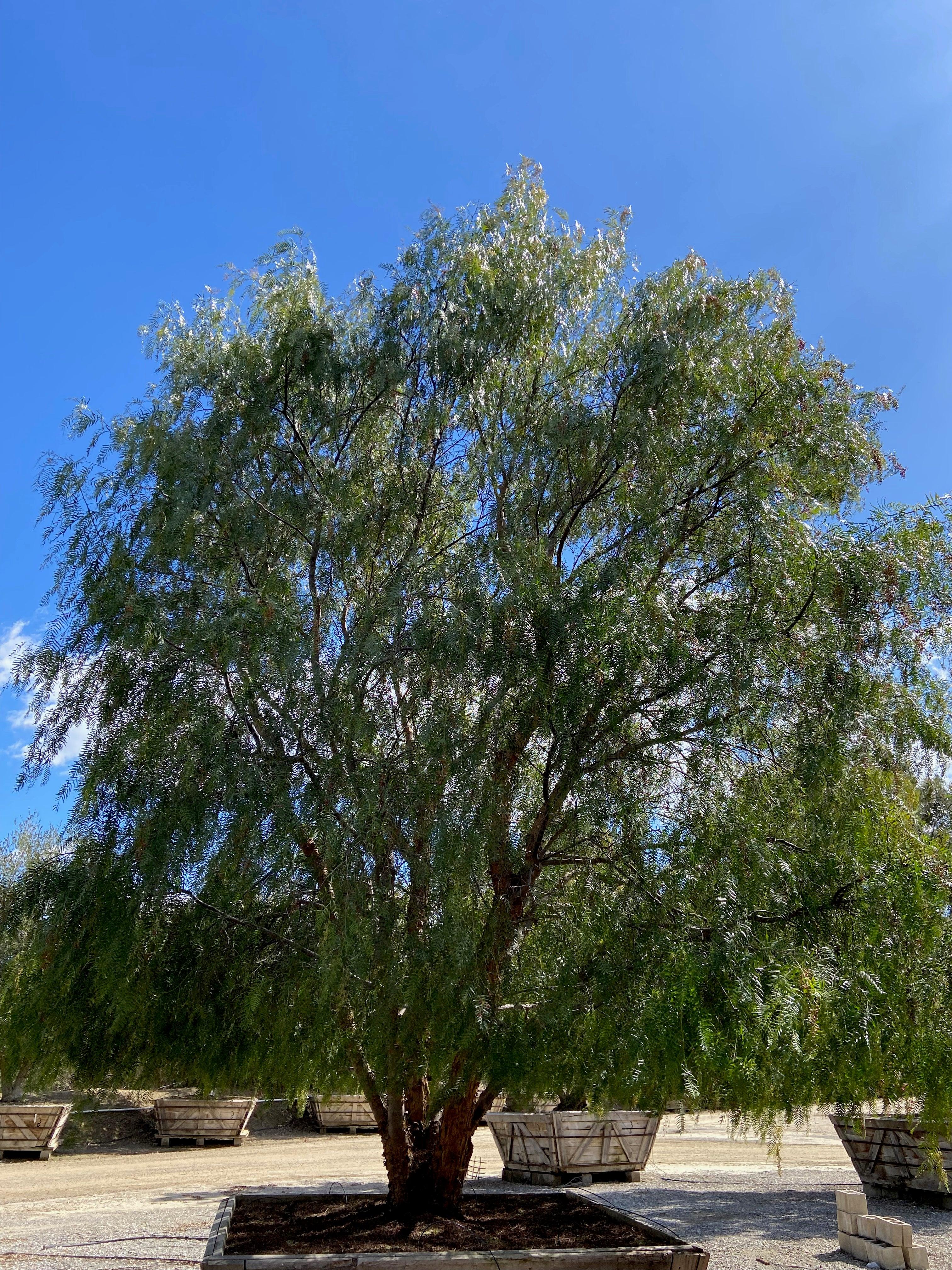 California Pepper Tree For Sale (Schinus Molle) - Image 6