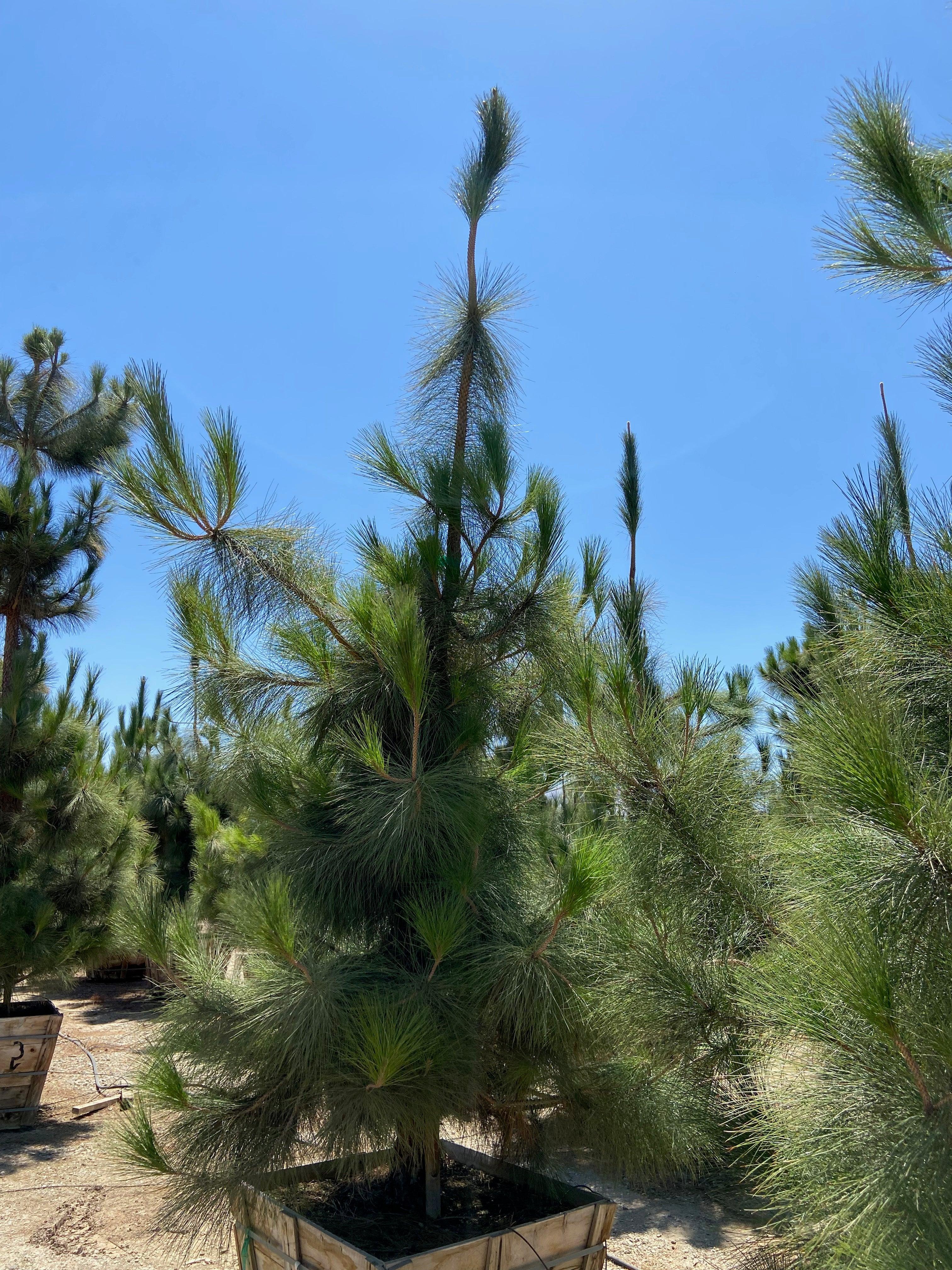 Canary Island Pine (Pinus Canariensis)