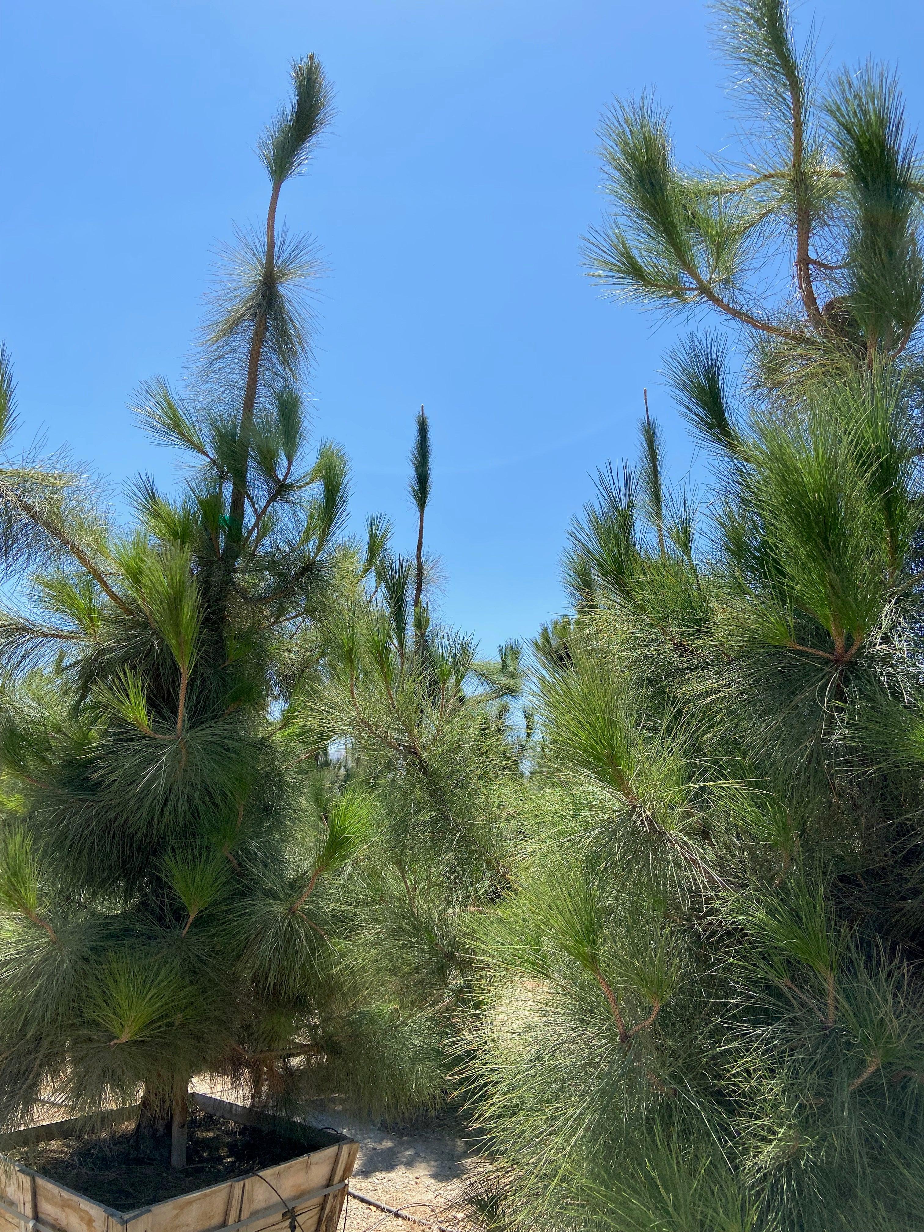 Canary Island Pine (Pinus Canariensis) - Image 2