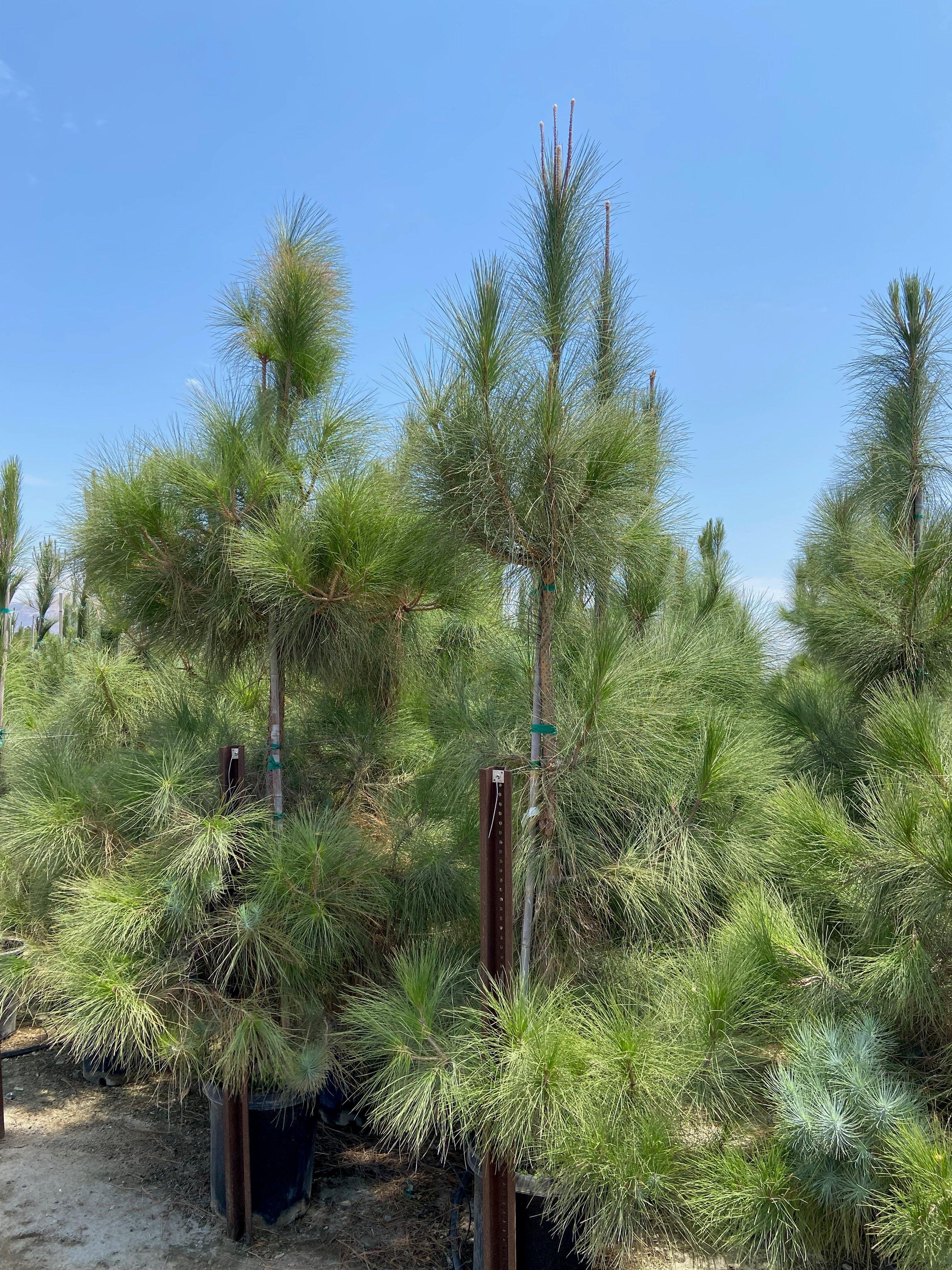 Canary Island Pine (Pinus Canariensis) - Image 5