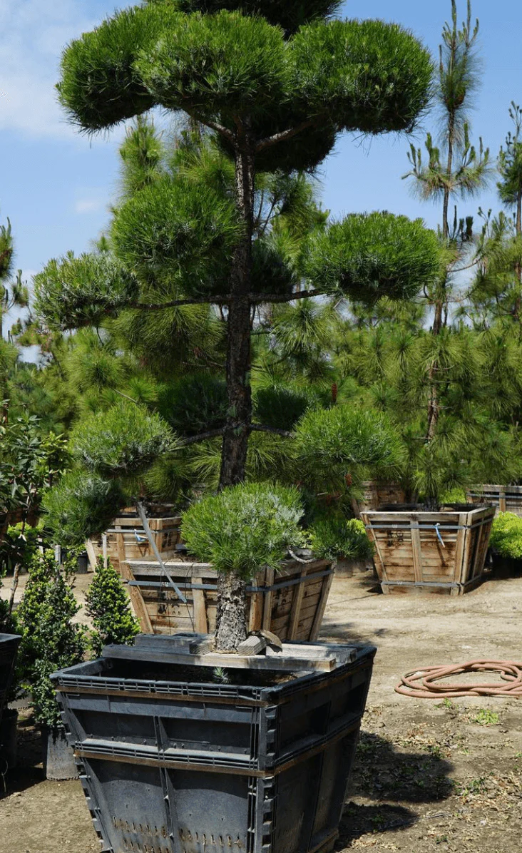 Canary Island Pine (Pinus Canariensis) - Image 7