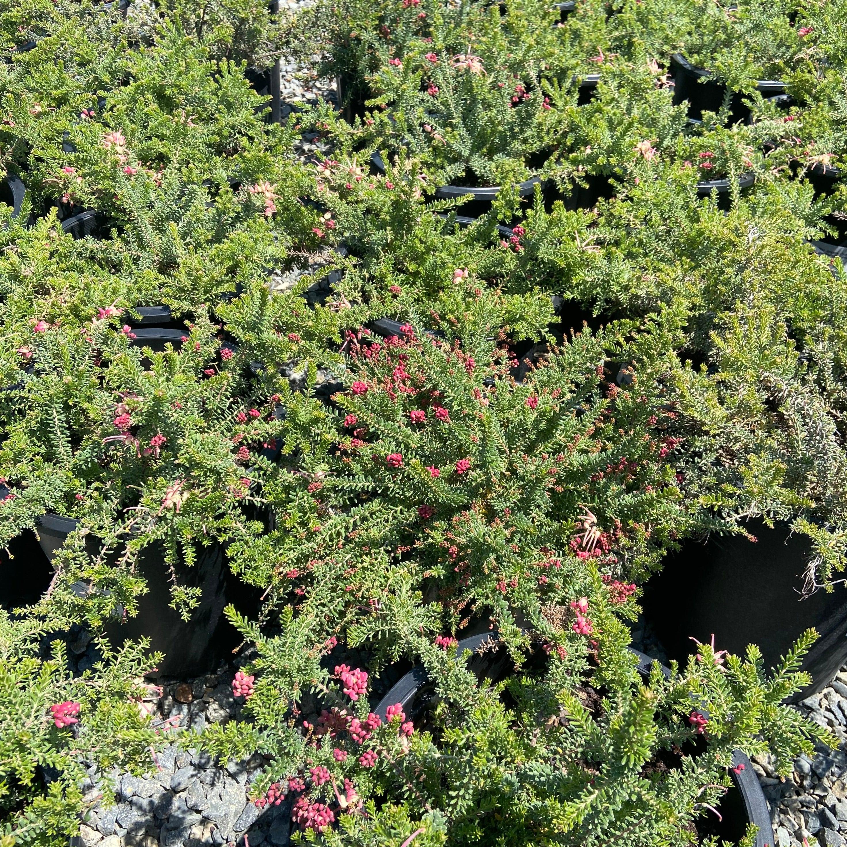 Canberra Gem Grevillea - Grevillea 'Canberra Gem