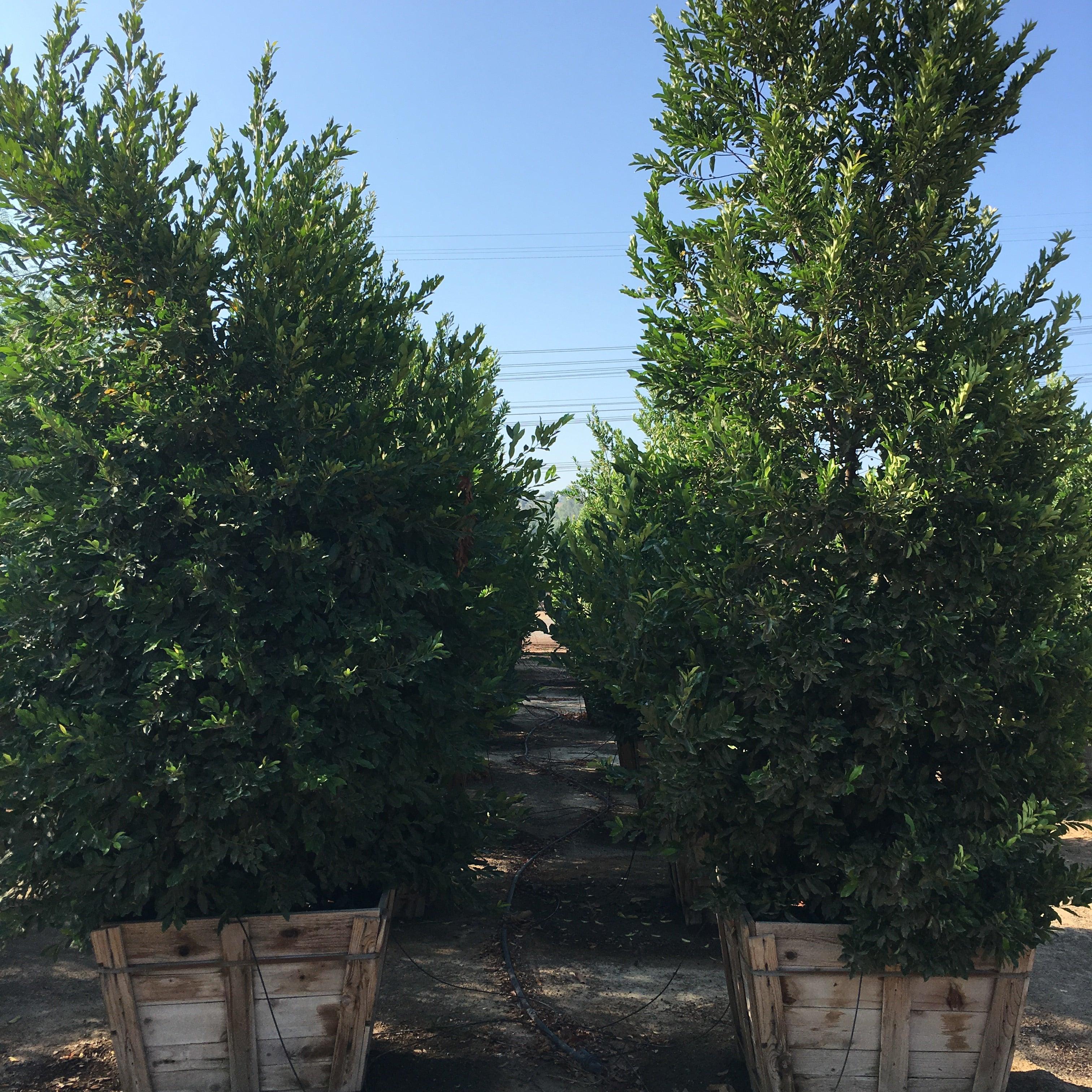 Carolina Cherry (Prunus Caroliniana Compacta) - Image 3