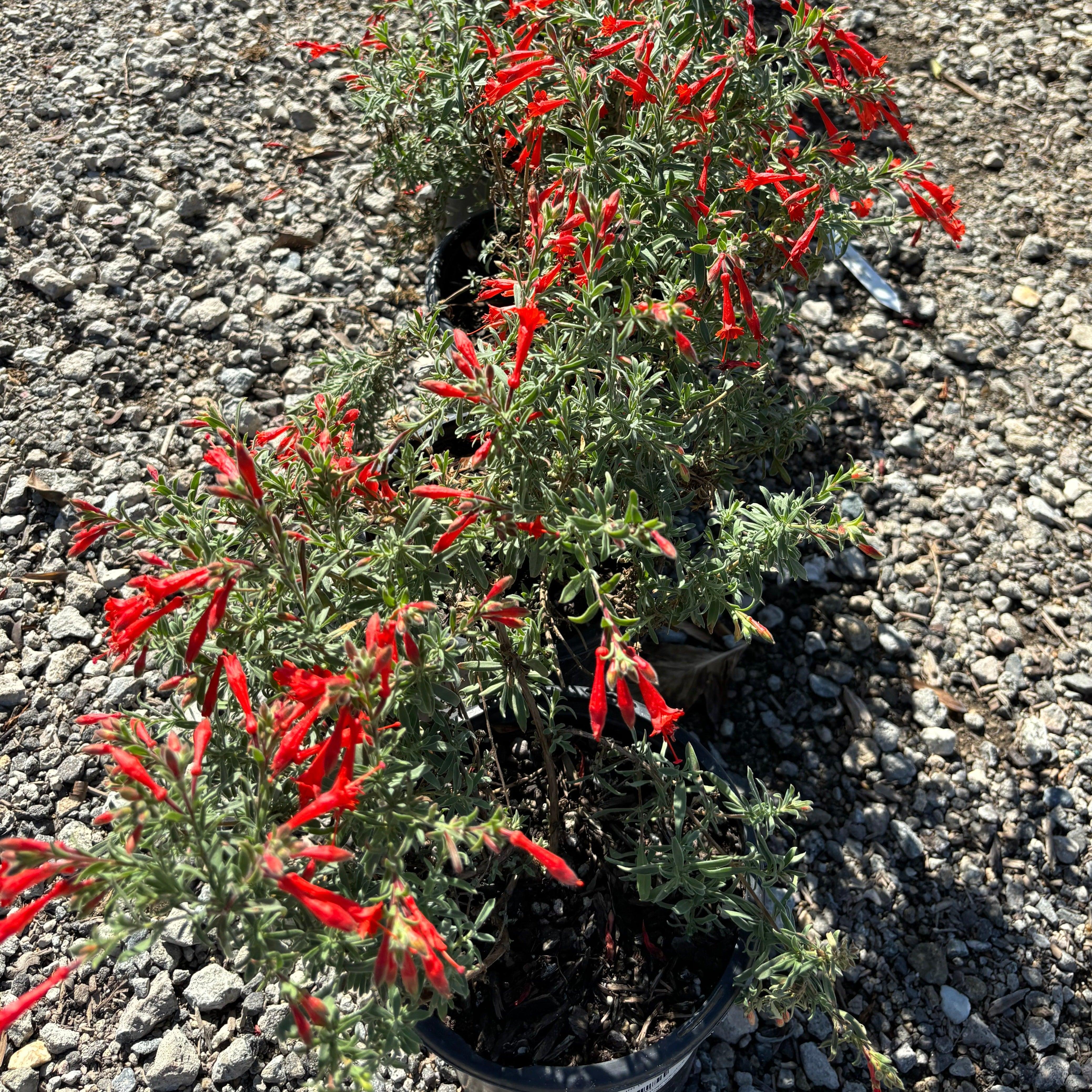 Willowherb (Epilobium canum)