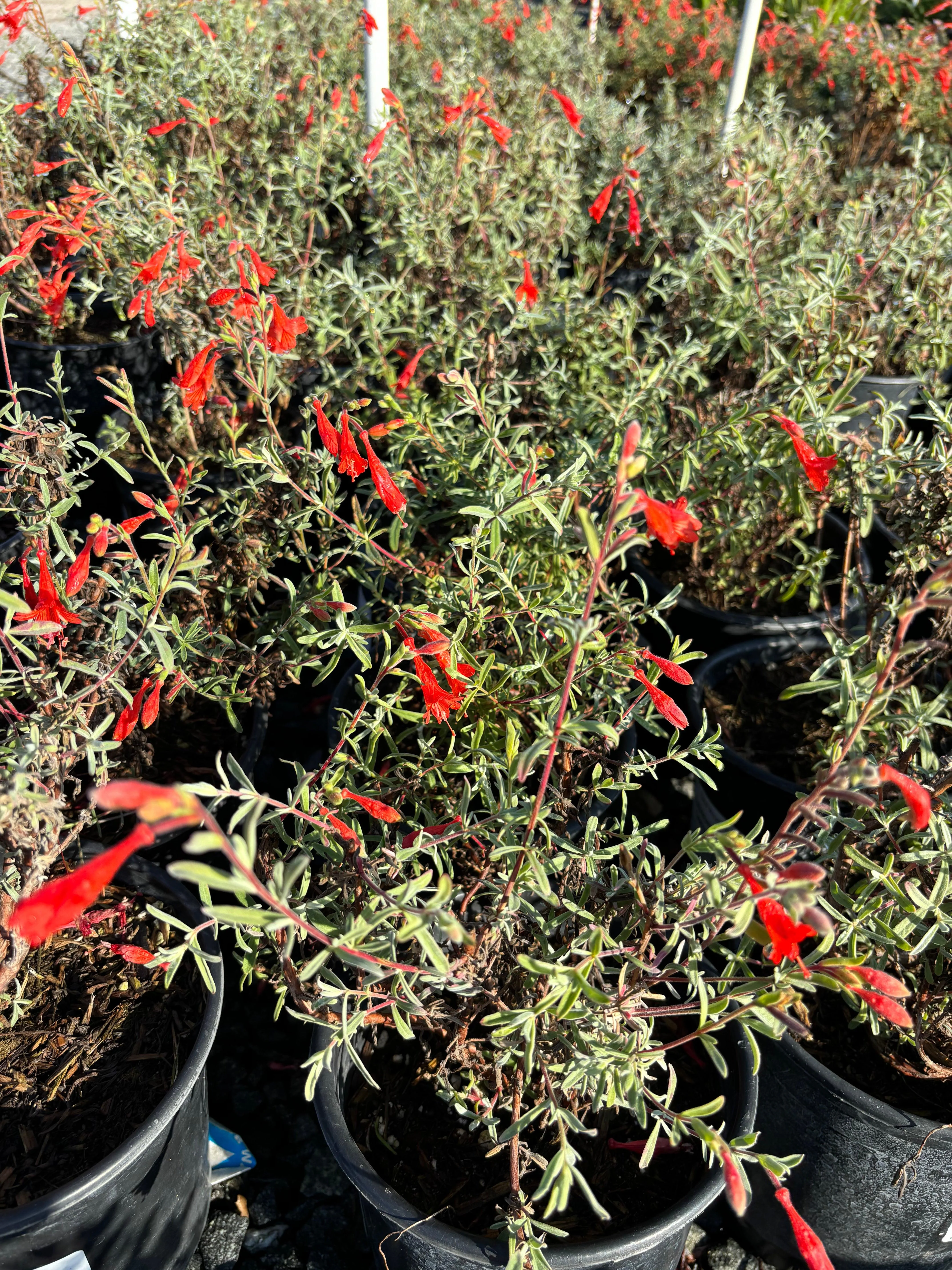 Willowherb (Epilobium canum) - Image 2
