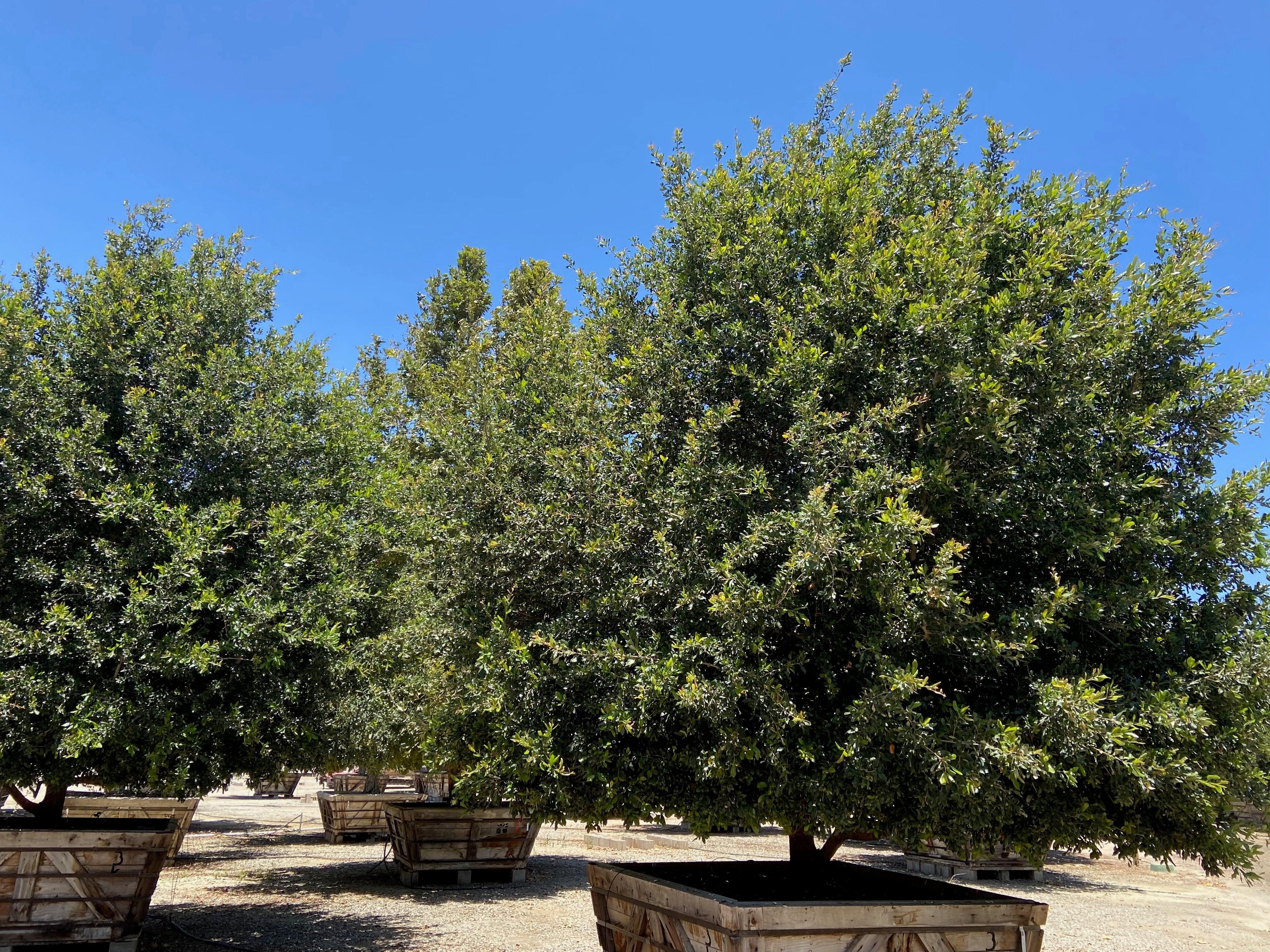 Live Oak Tree - Quercus Virginiana Cathedral - Image 4