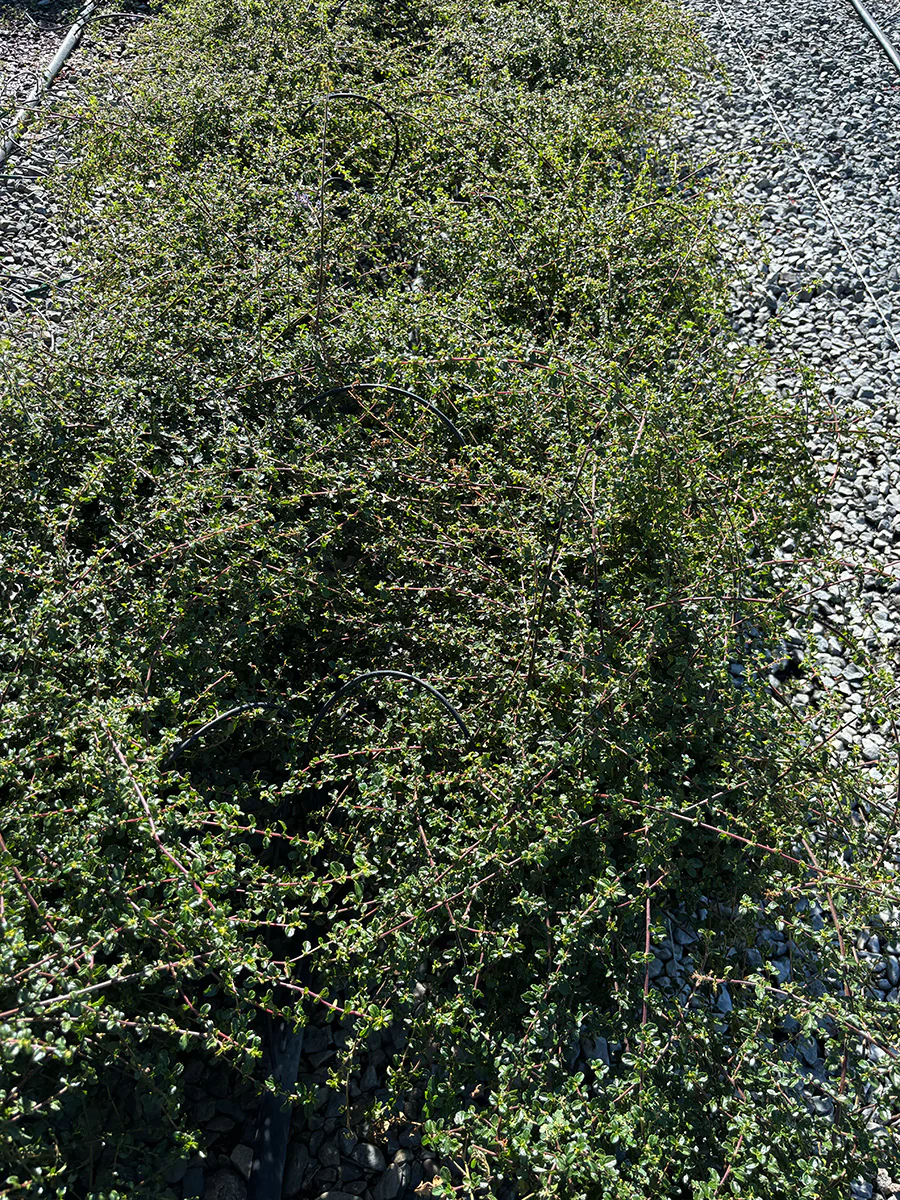 Centennial California Lilac - Ceanothus 'Centennial' (Dark Blue)