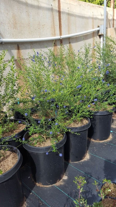 Ceanothus Concha (California Lilac)