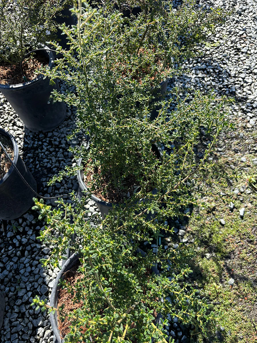 Ceanothus Dark Star (California Lilac)