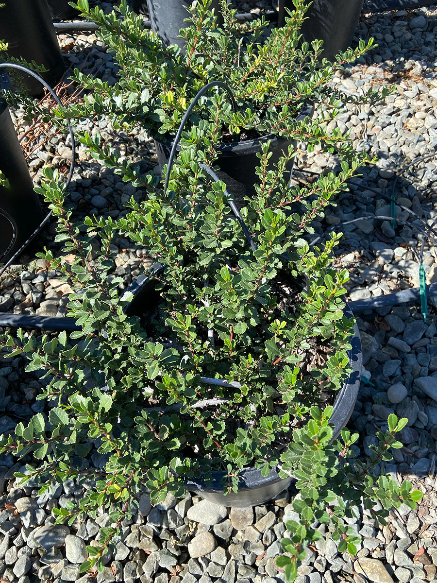Heart's Desire California Lilac - Ceanothus gloriosus 'Heart's Desire' (Lavender)