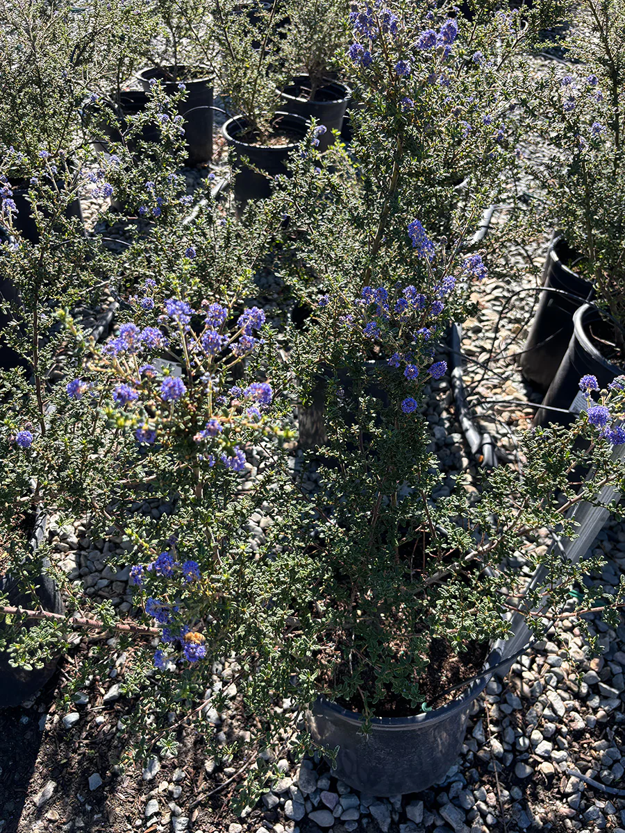 Ceanothus Julia Phelps