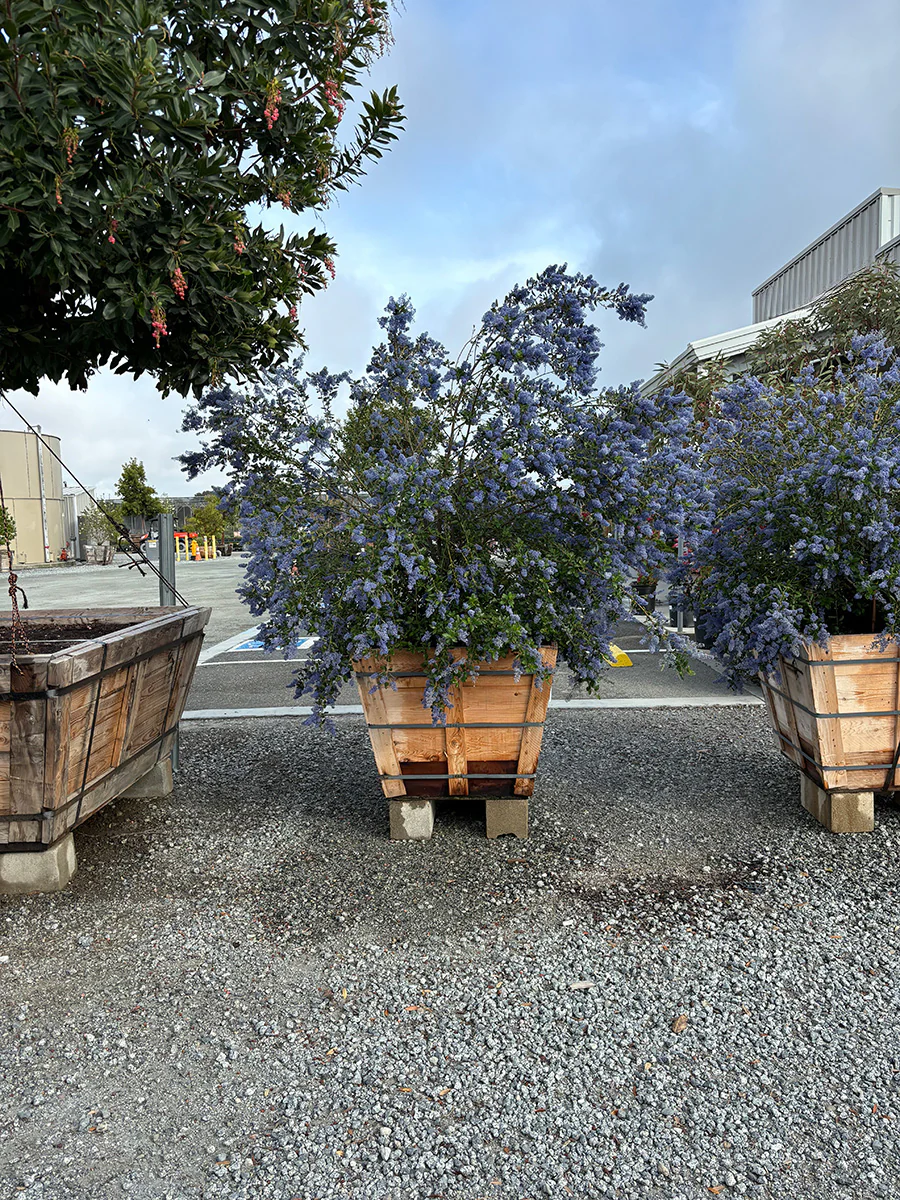 Hedging Plants For Sale