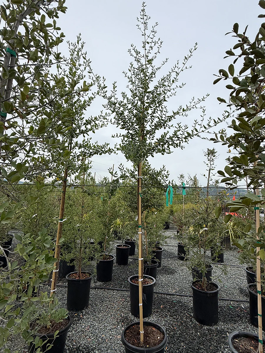 Ceanothus Ray Hartman - Image 3