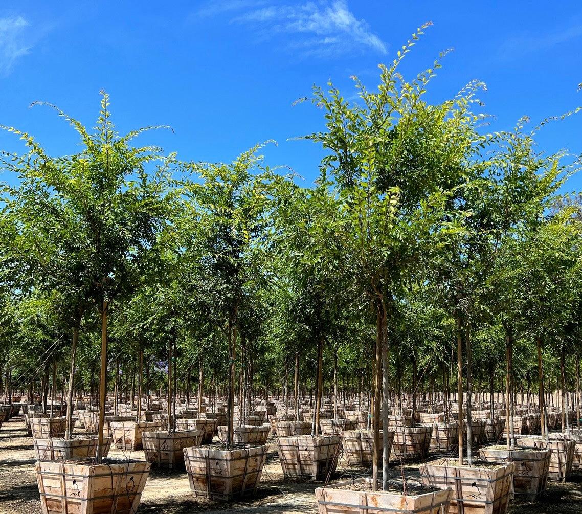 Chinese Elm True Green - Ulmus Parvifolia 'True Green' - Image 3