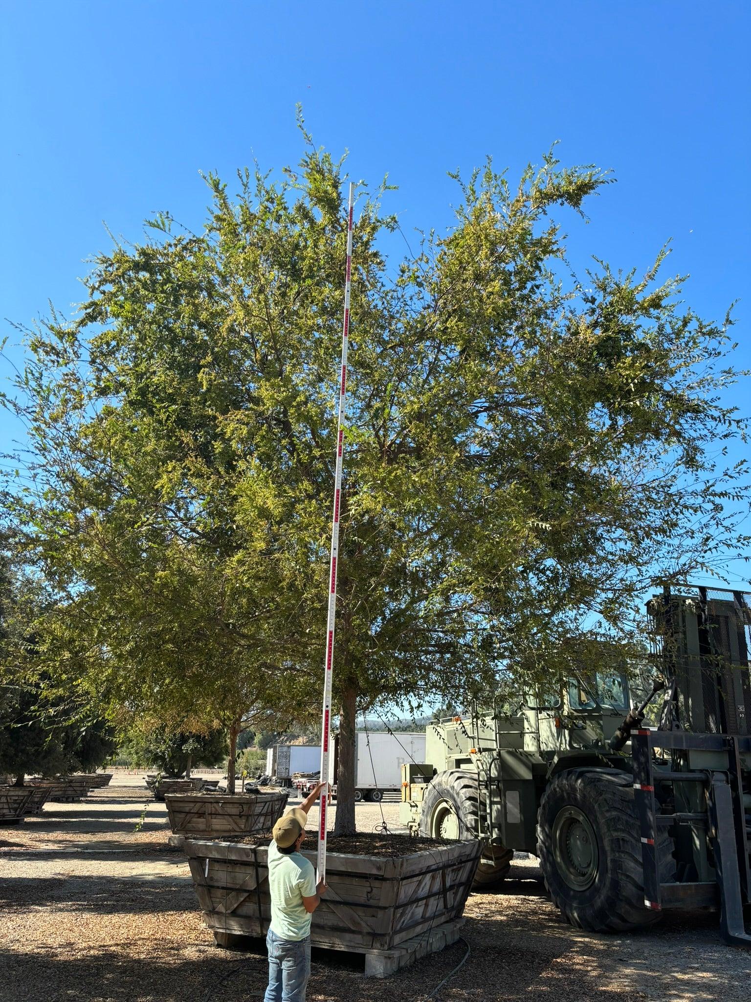 Chinese Elm True Green - Ulmus Parvifolia 'True Green' - Image 4
