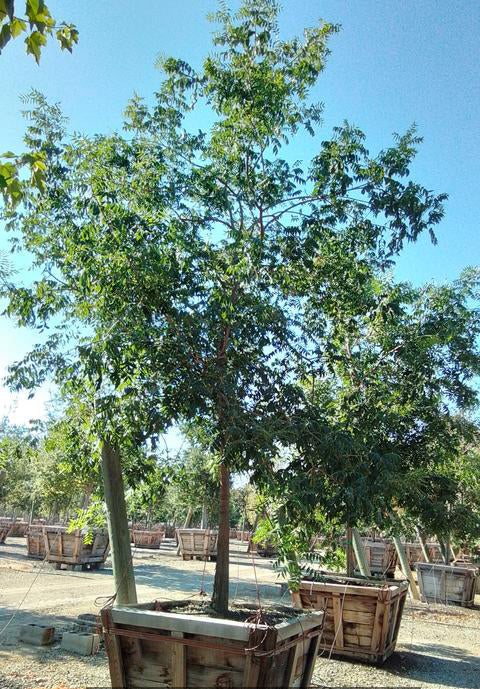 Chinese Pistache Tree For Sale - Pistacia chinensis - Image 3