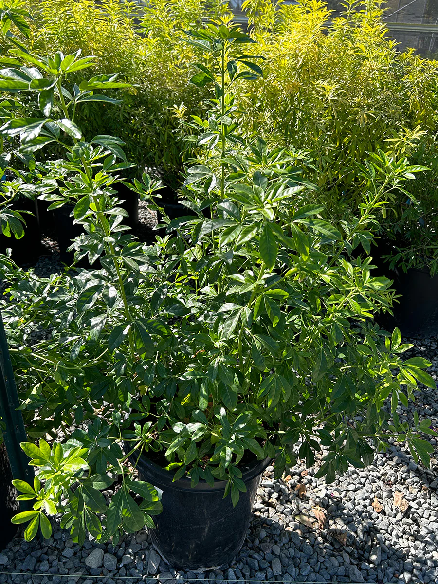 Mexican Orange - Choisya 'Aztec Pearl'