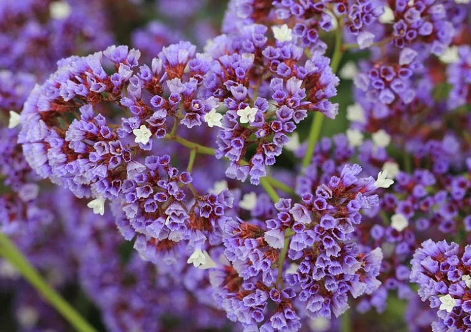 Limonium Perezii (Statice)