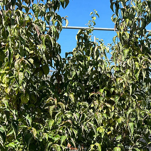 Kelsey's Dwarf Redtwig Dogwood - Cornus sericea 'Kelseyi' (White)