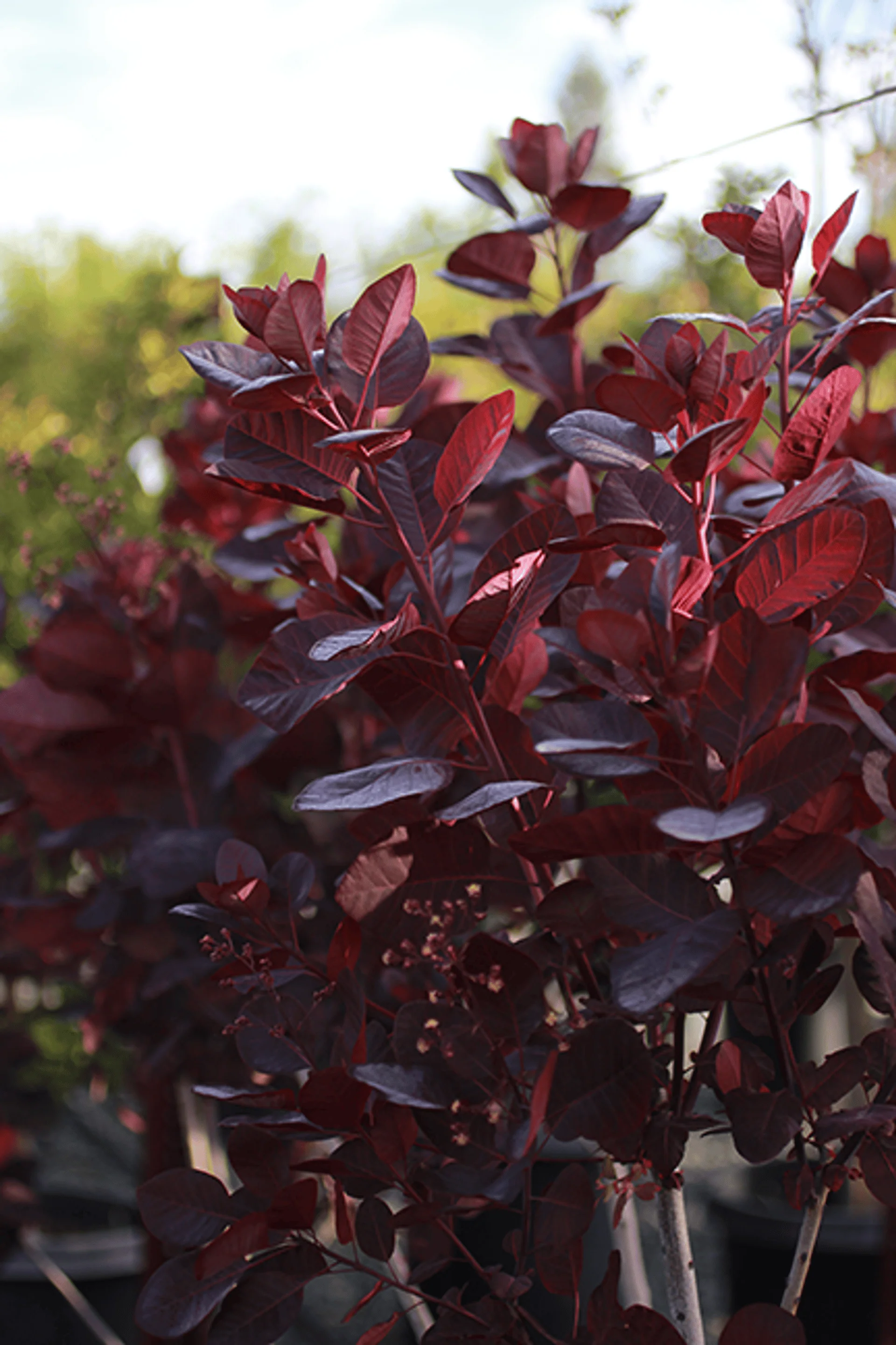 Purple Smoke Tree - Cotinus coggygria 'Purpurea'