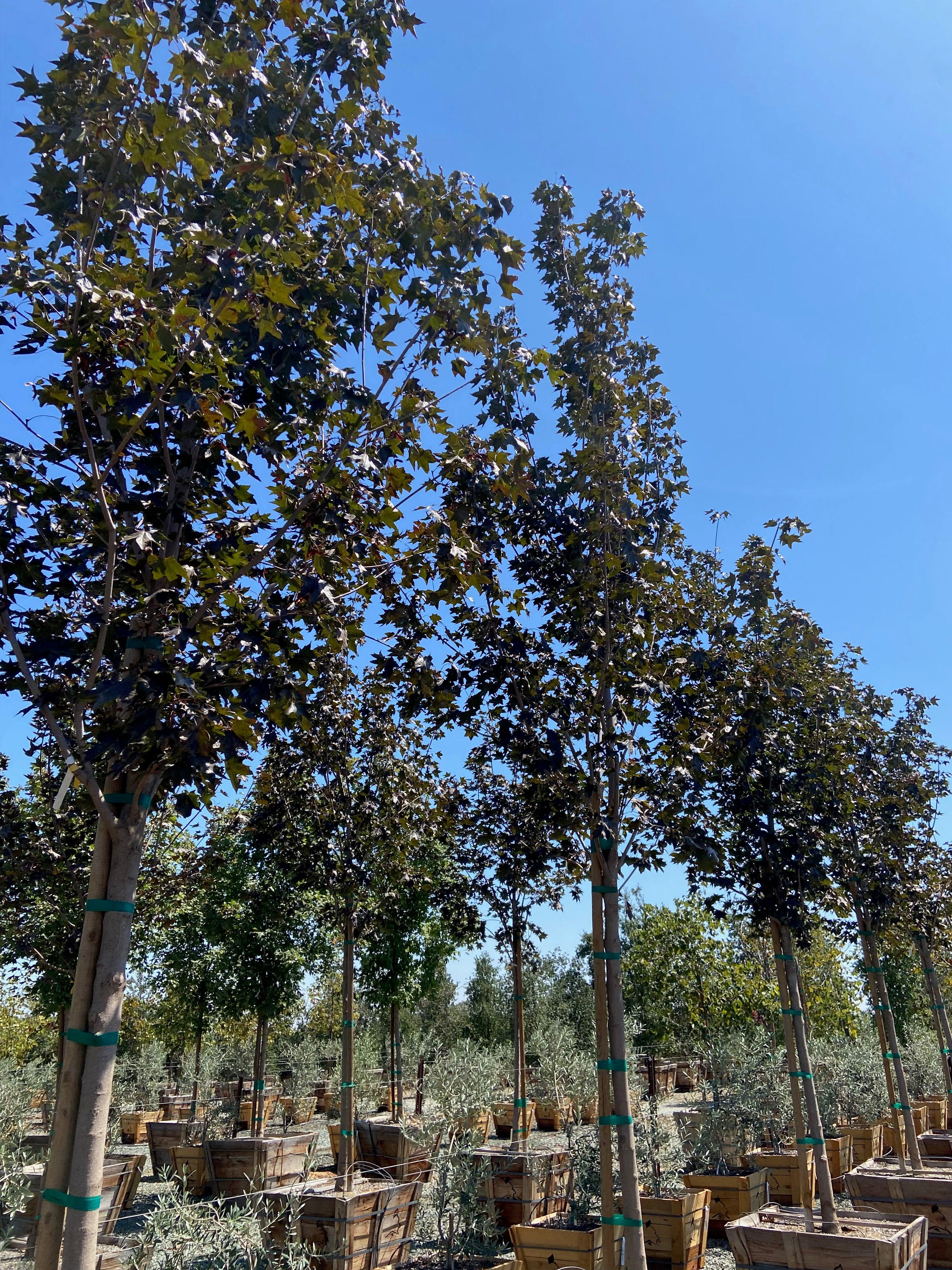 Crimson Sunset® Maple (Acer Crimson Sunset)